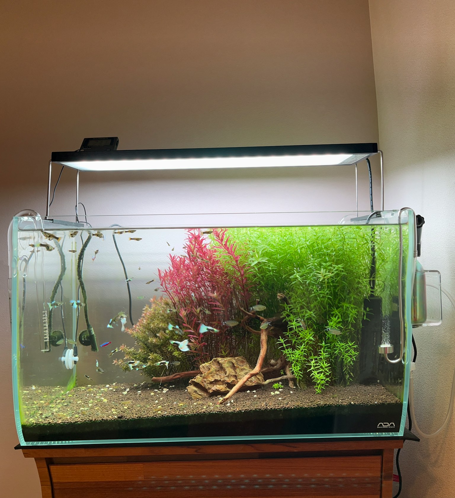 Acquario con piante vivaci e pesci colorati