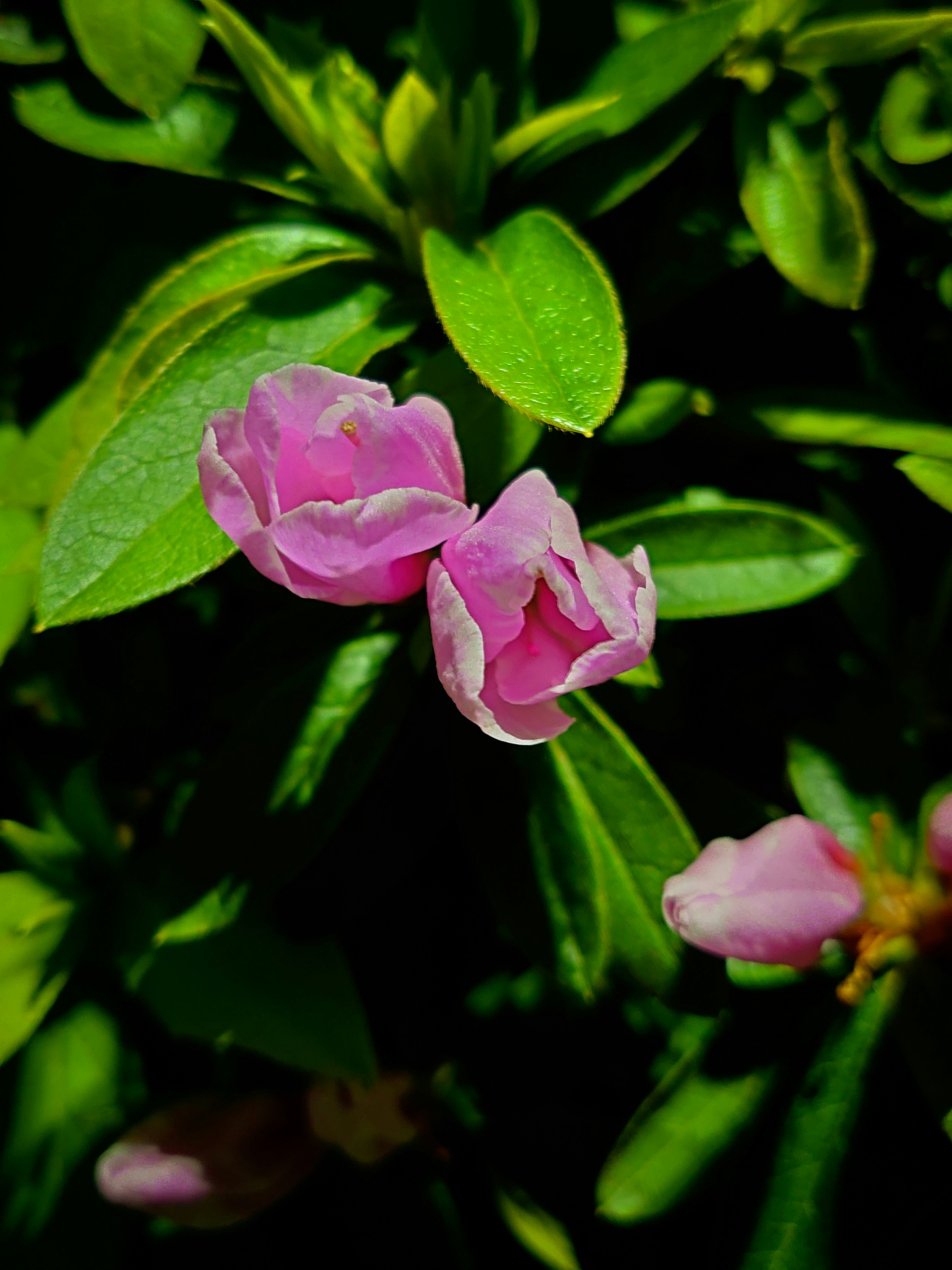 開花前夜のツツジと躑躅の夜の植物観察