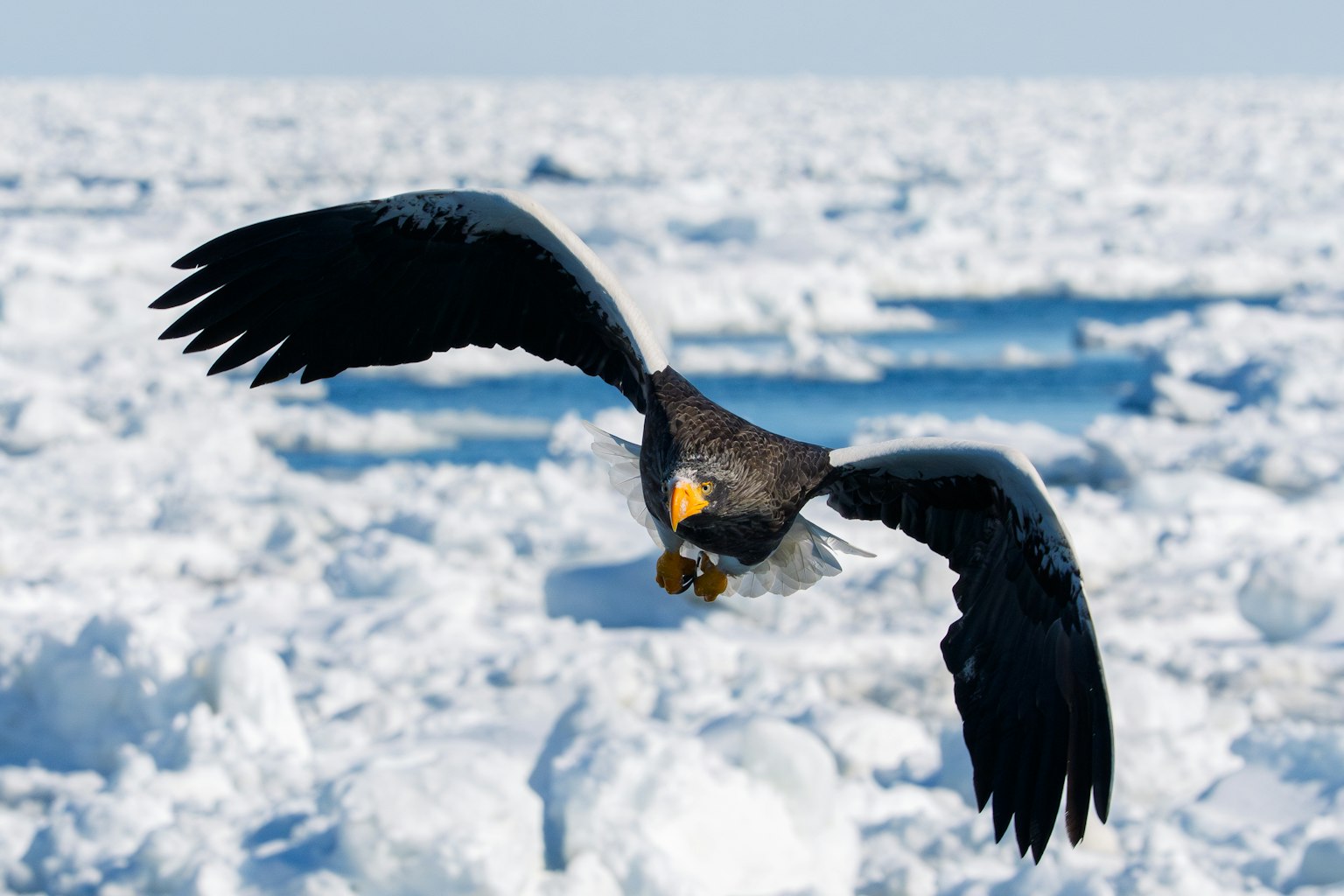 Eagle soaring over icy landscape with wings spread