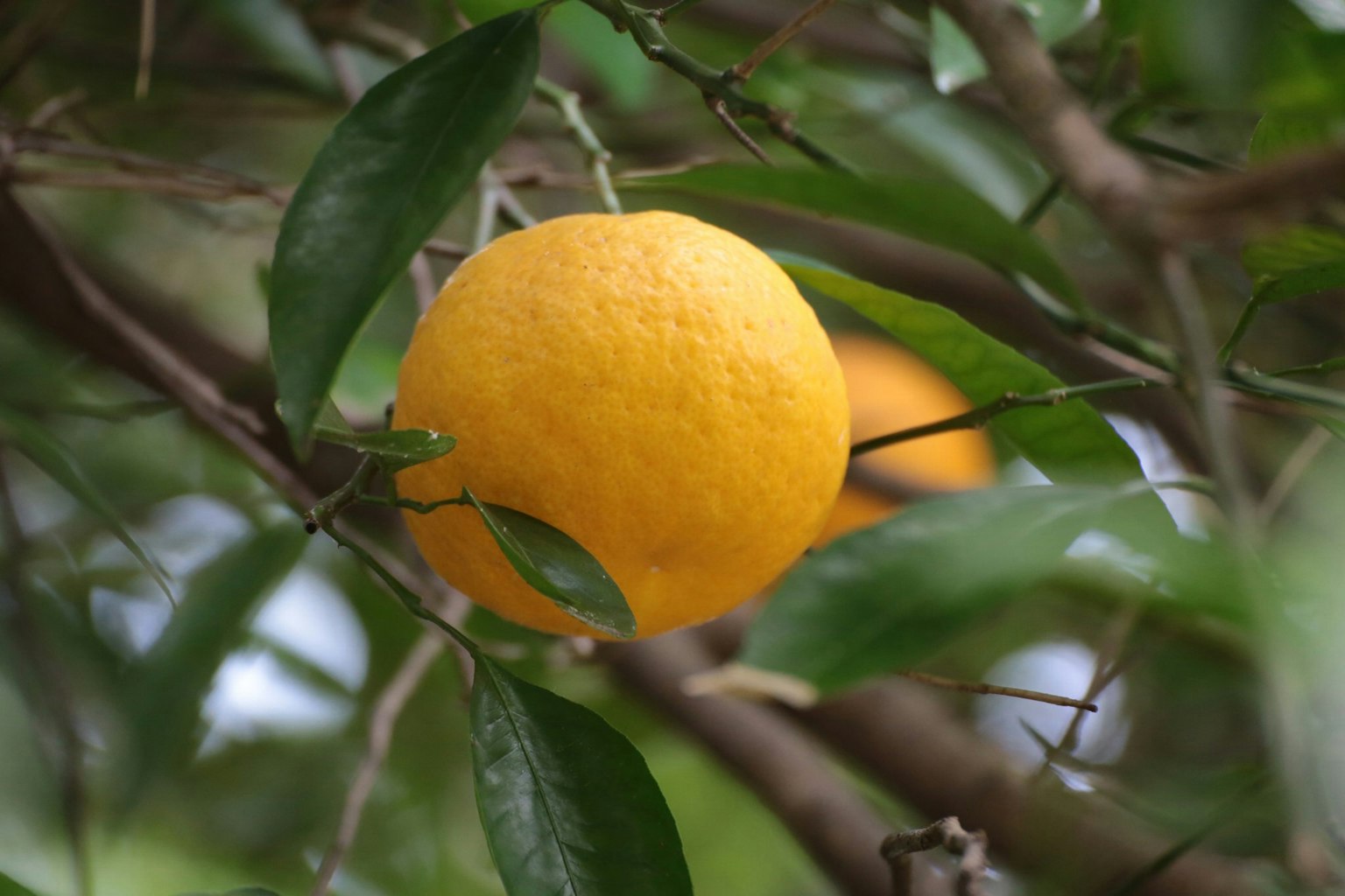 Una naranja madura colgando entre hojas verdes
