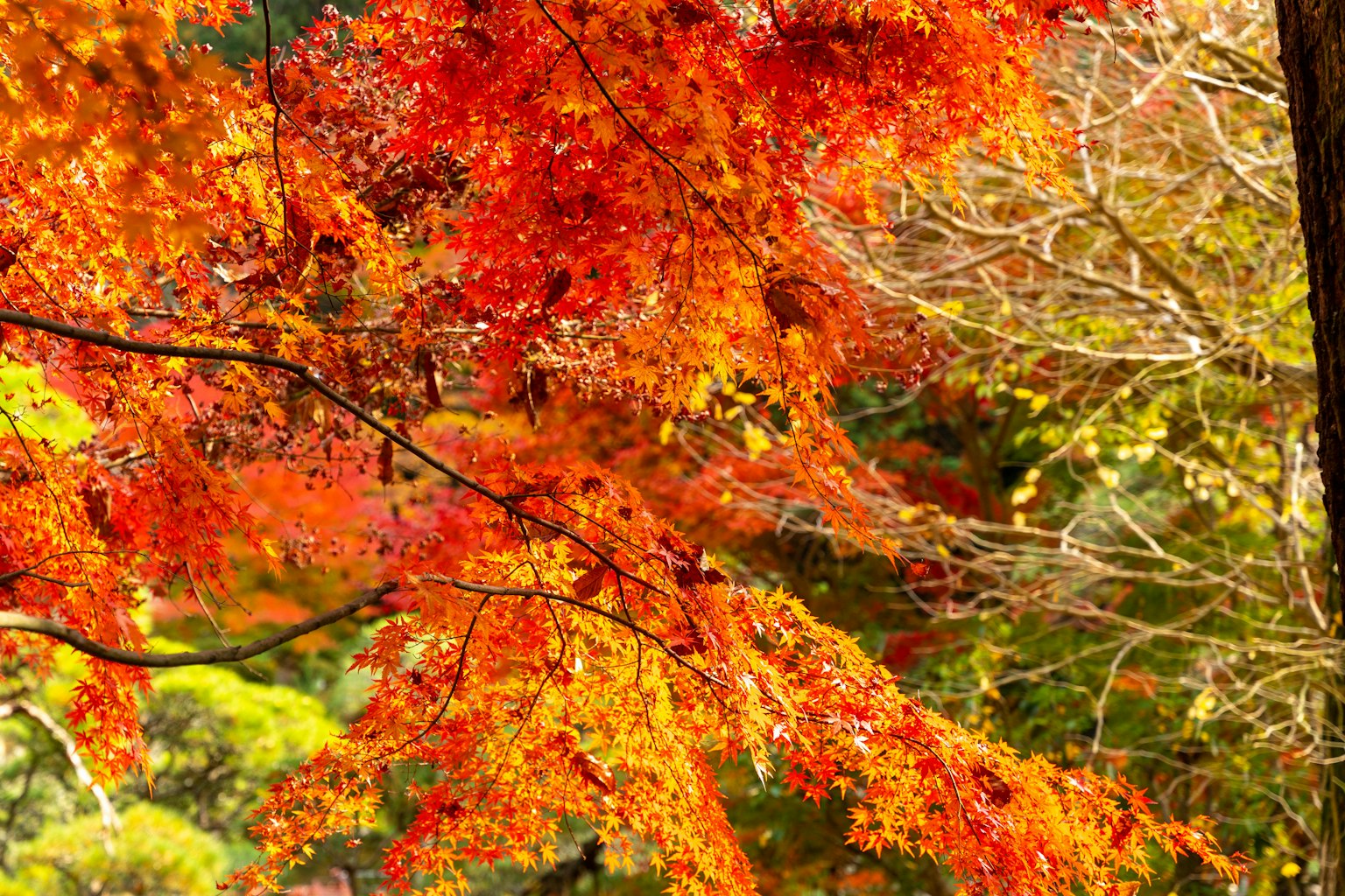 Lebendige Herbstblätter in Rot- und Orangetönen