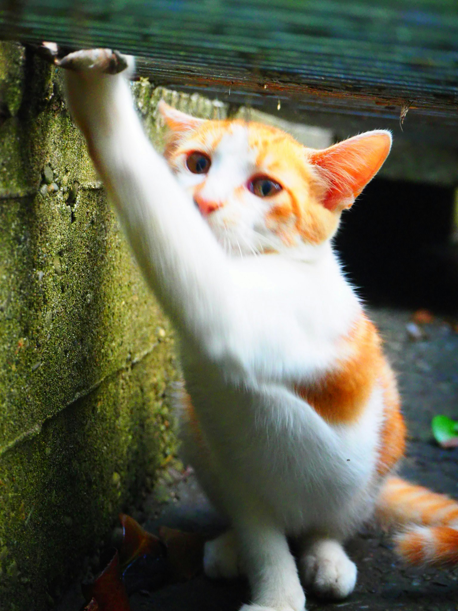 Gatto arancione e bianco che allunga la zampa anteriore verso un muro