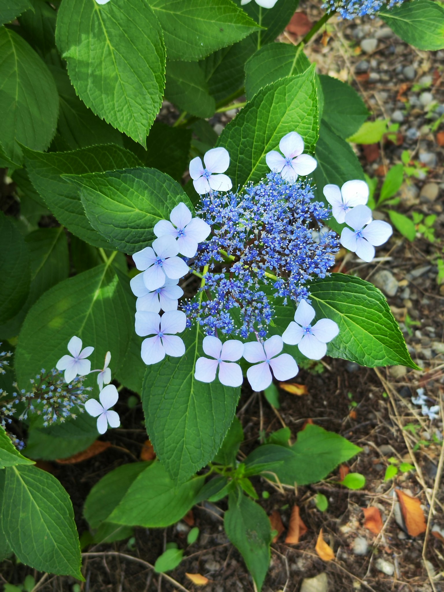 Close-up of a plant with blue flowers and green leaves
