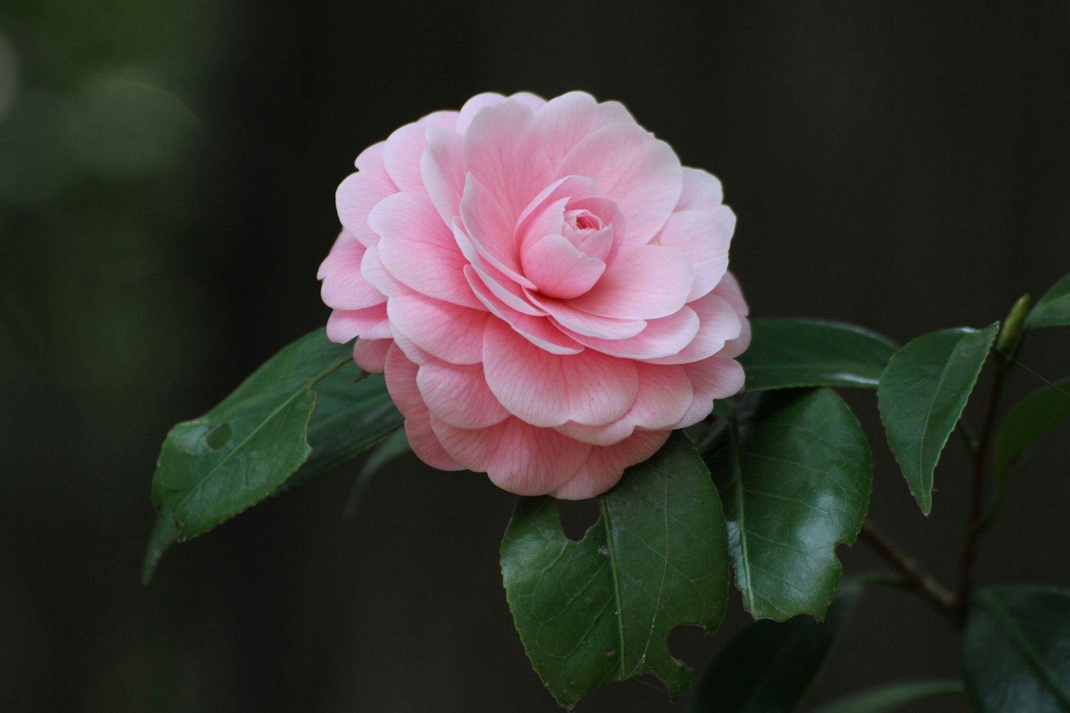 Una flor de camelia rosa floreciendo entre hojas verdes