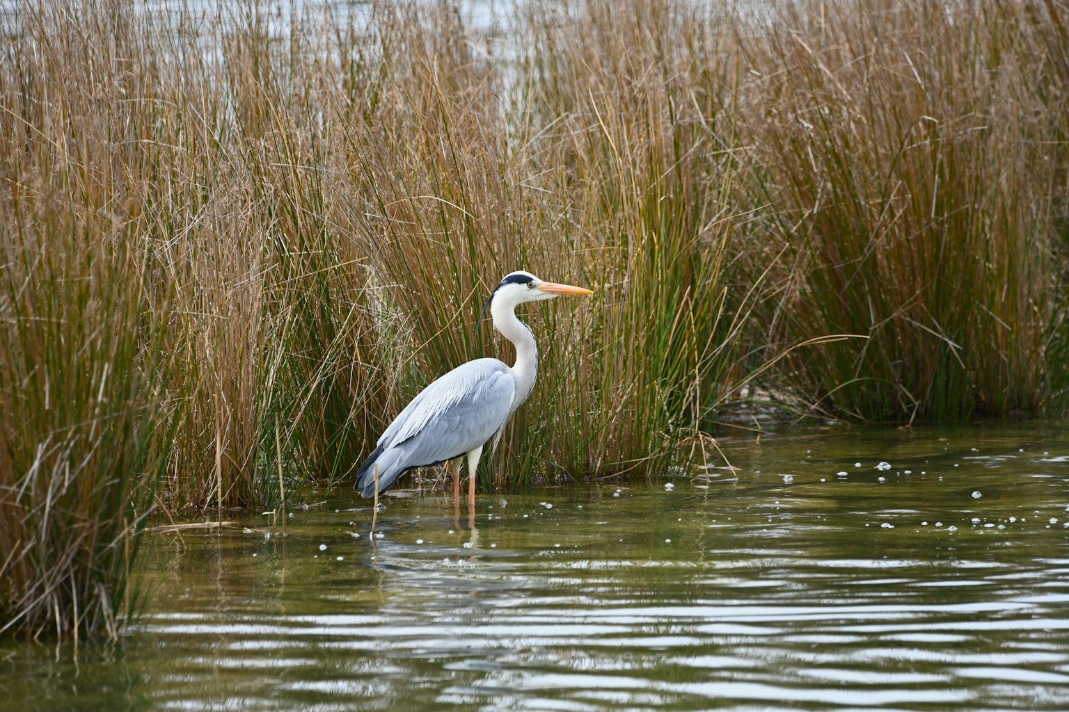 A heron standing in shallow water surrounded by tall grasses