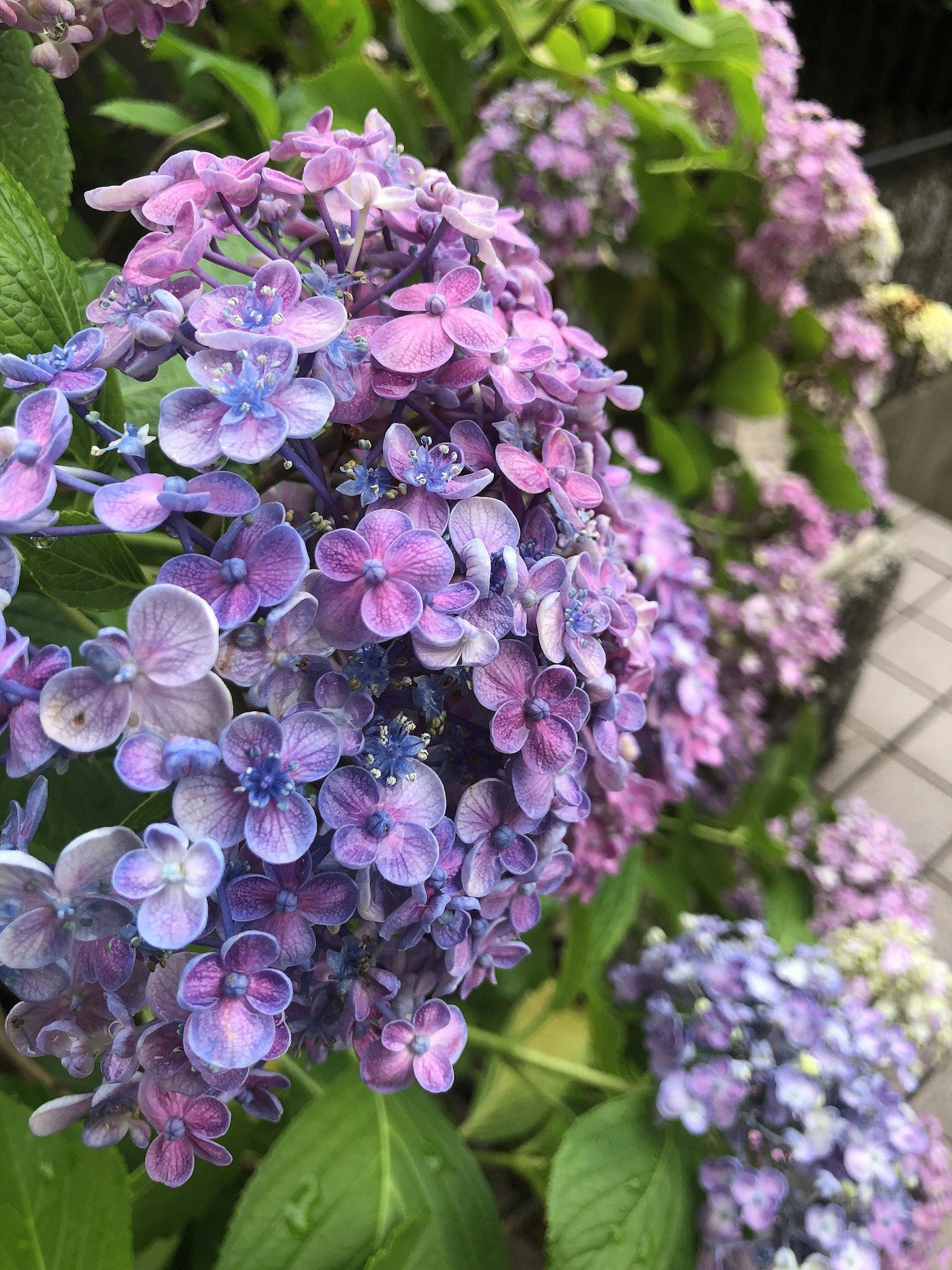 盛开的紫阳花特写，蓝色和紫色的色调