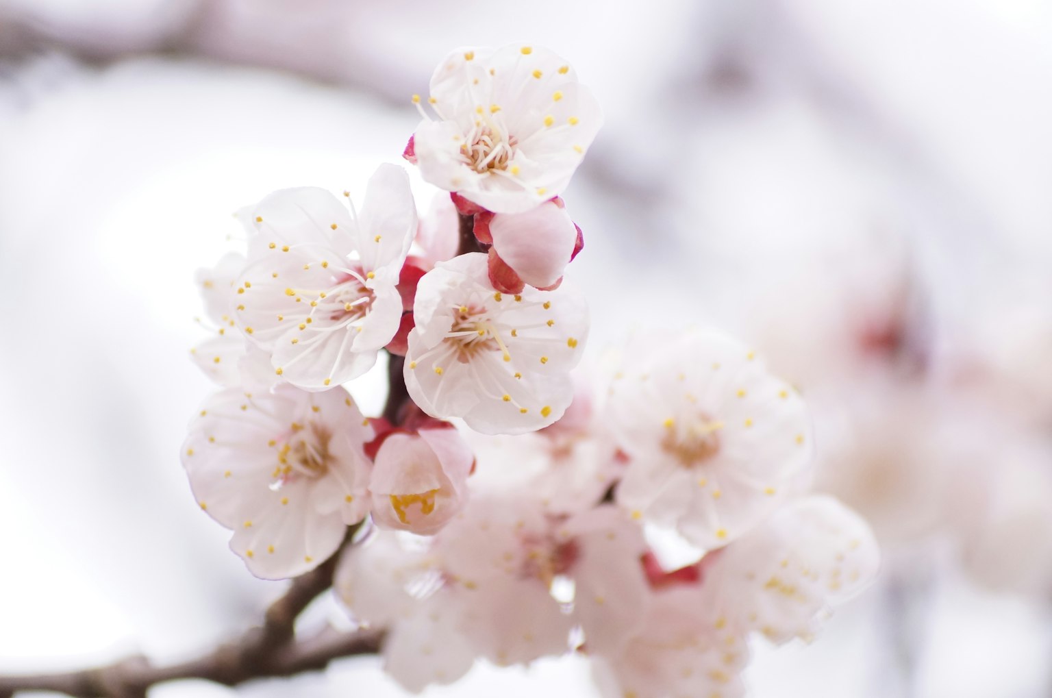 Gros plan de fleurs de cerisier en fleurs avec des pétales roses pâles sur un fond blanc