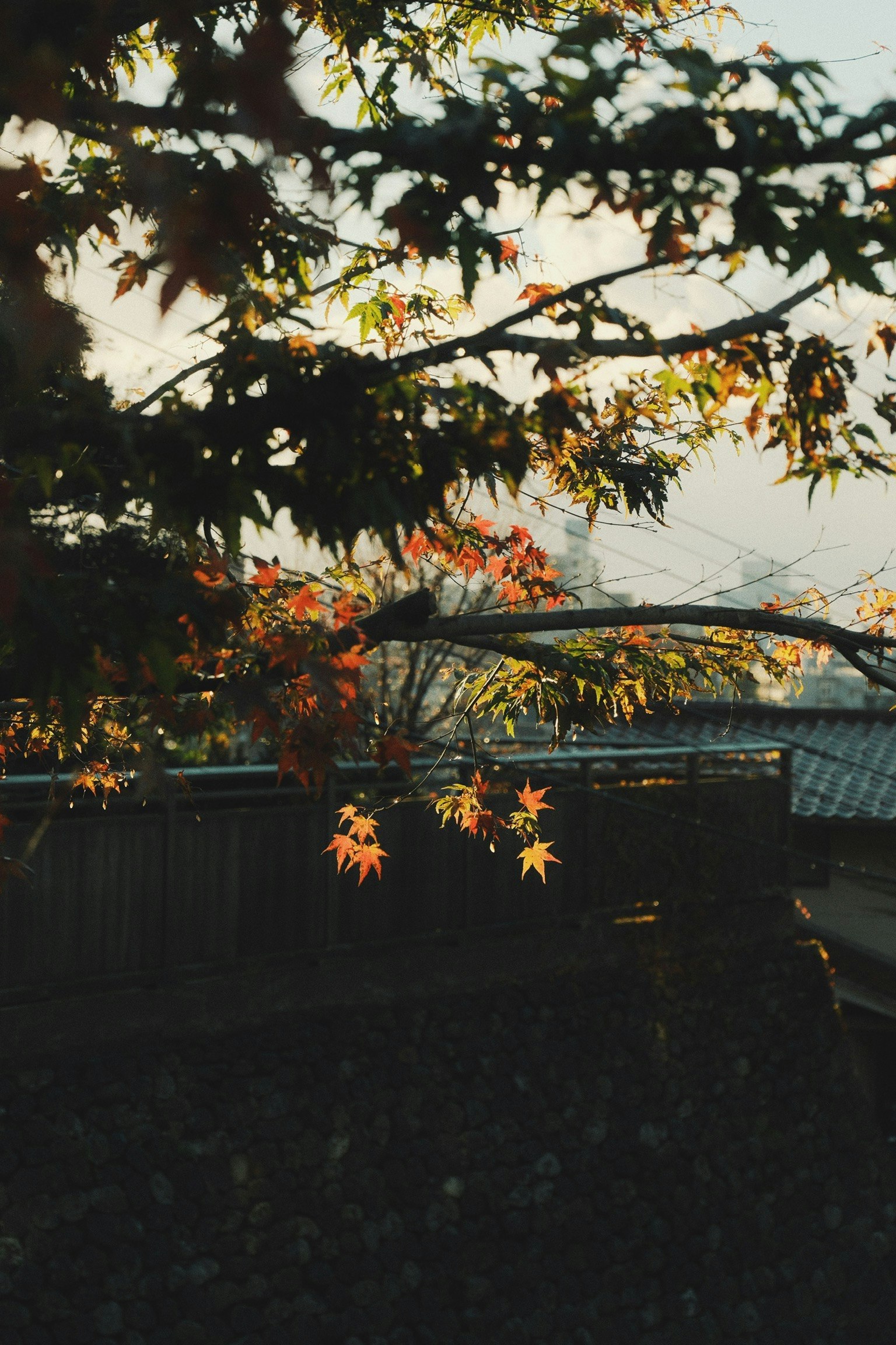 紅葉の枝が夕方の空にかかる庭先
