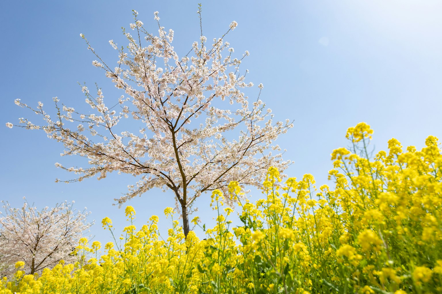 Landschaft mit einem blühenden Kirschbaum und gelben Rapsblumen
