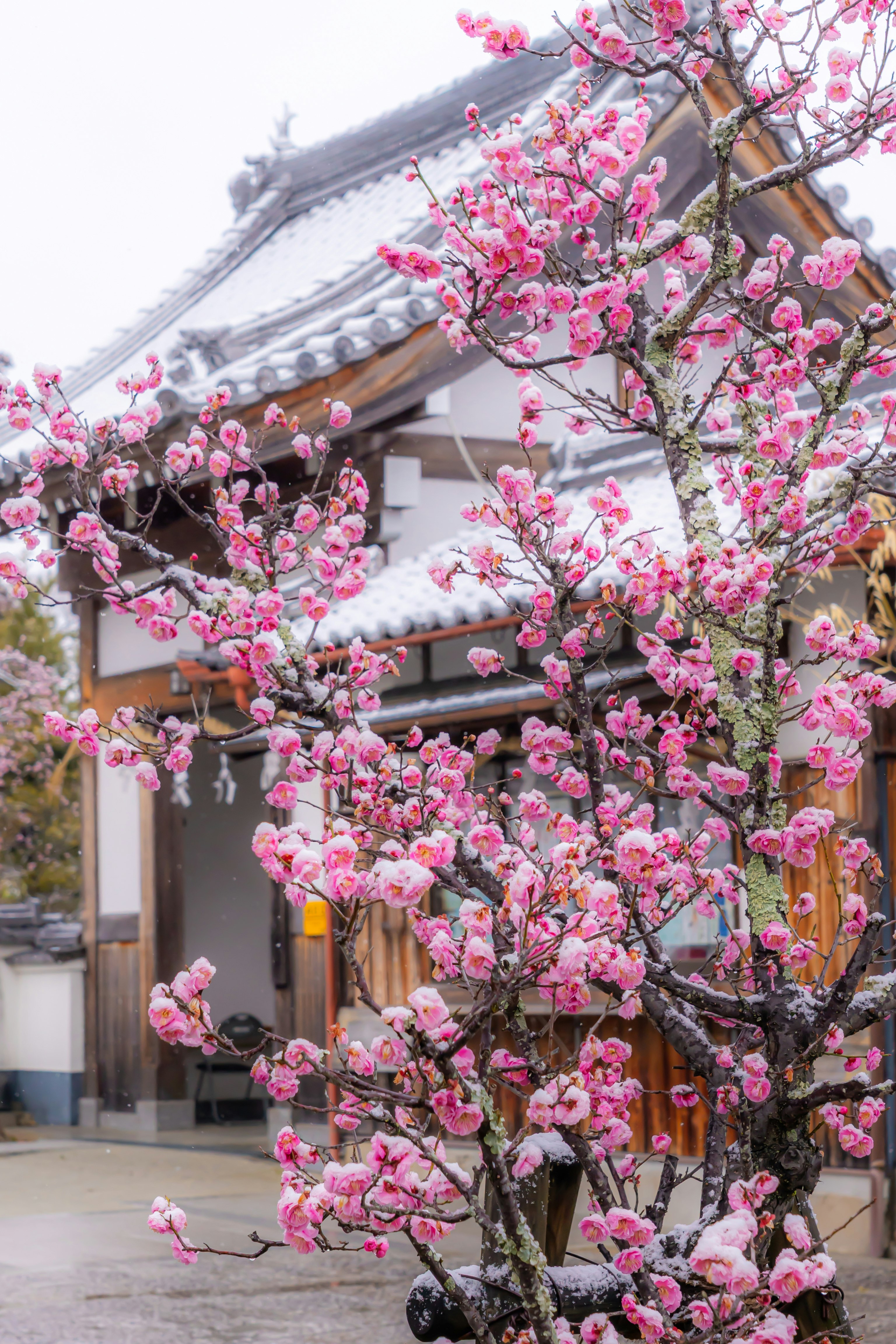 梅の花が咲く寺院の門前の風景
