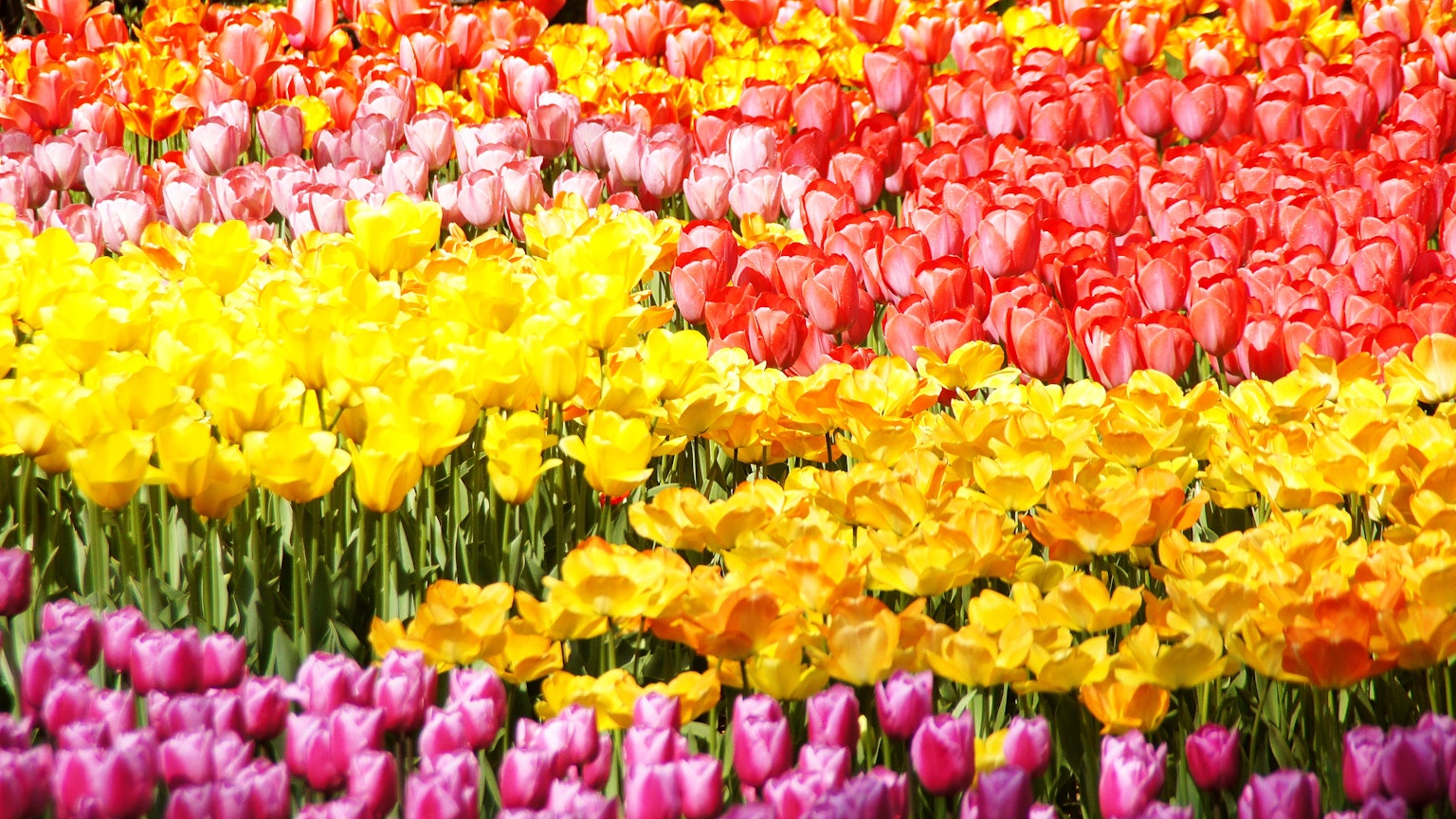 Un champ vibrant de tulipes de différentes couleurs