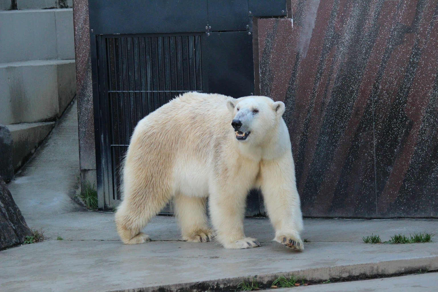 Un ours polaire marchant sur un chemin avec une clôture sombre et un mur en pierre en arrière-plan