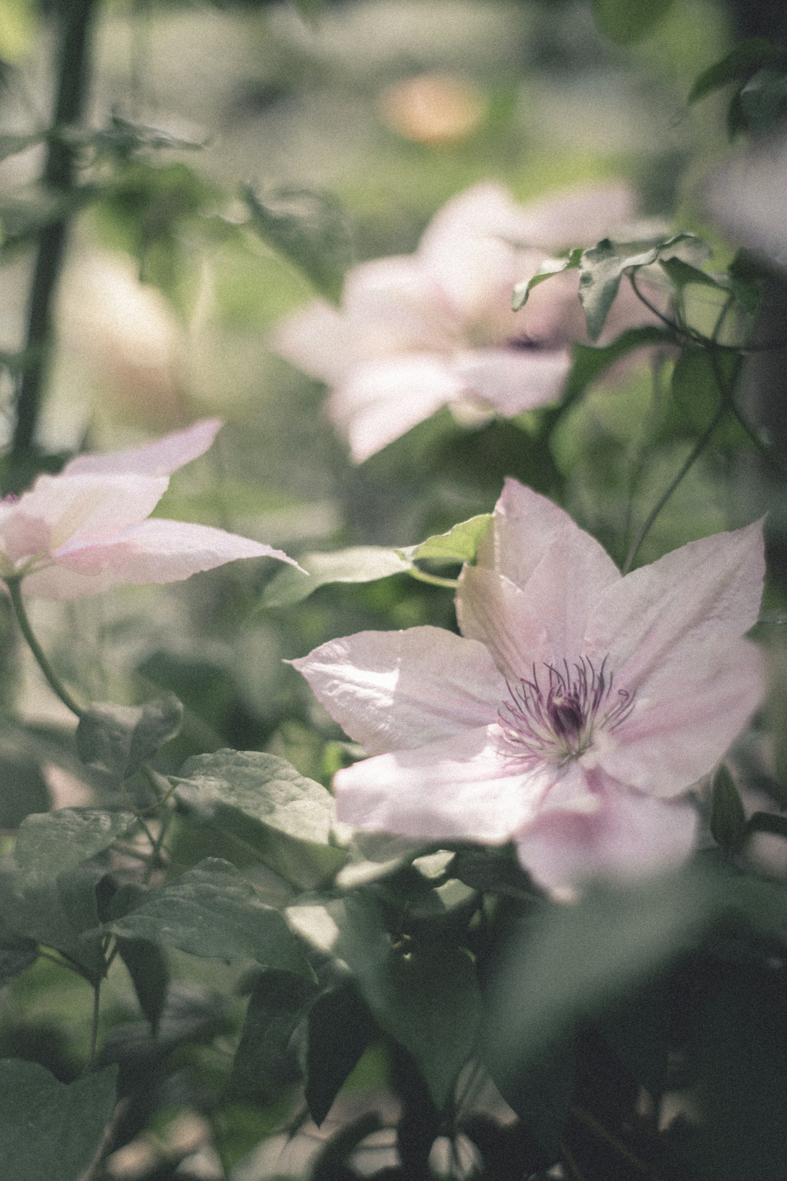 Nahaufnahme von blühenden blassrosa Blumen an einer Pflanze