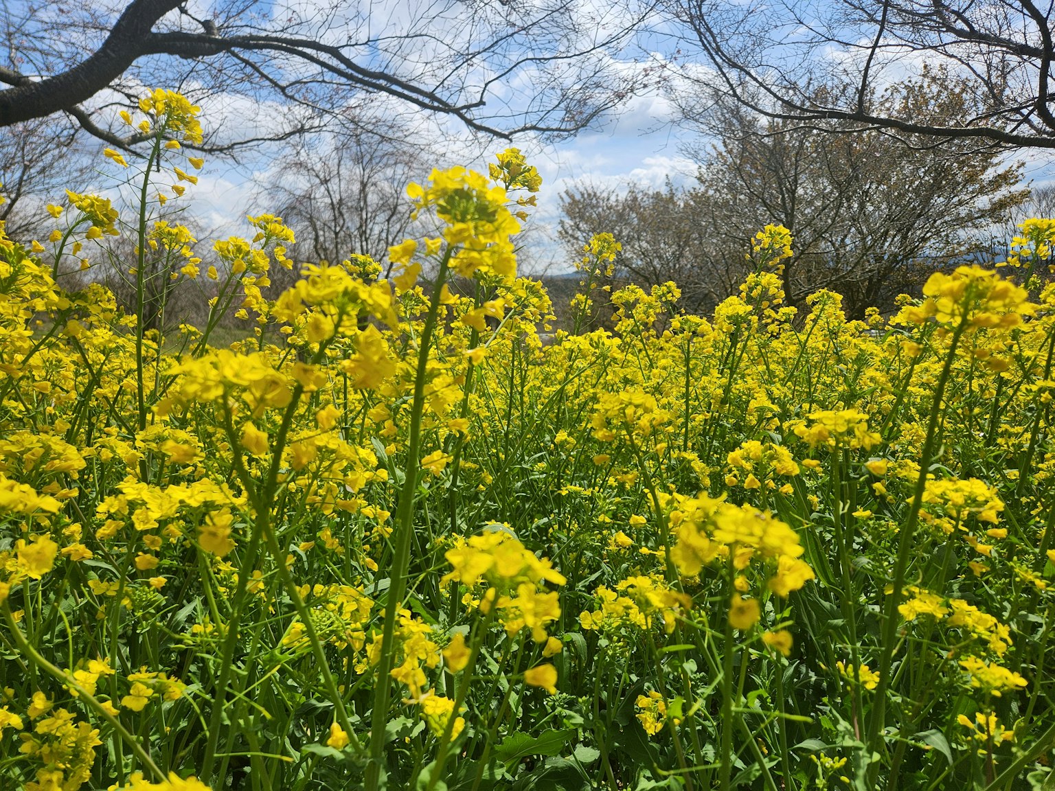 Un campo de flores de colza amarillas brillantes bajo un cielo azul con nubes