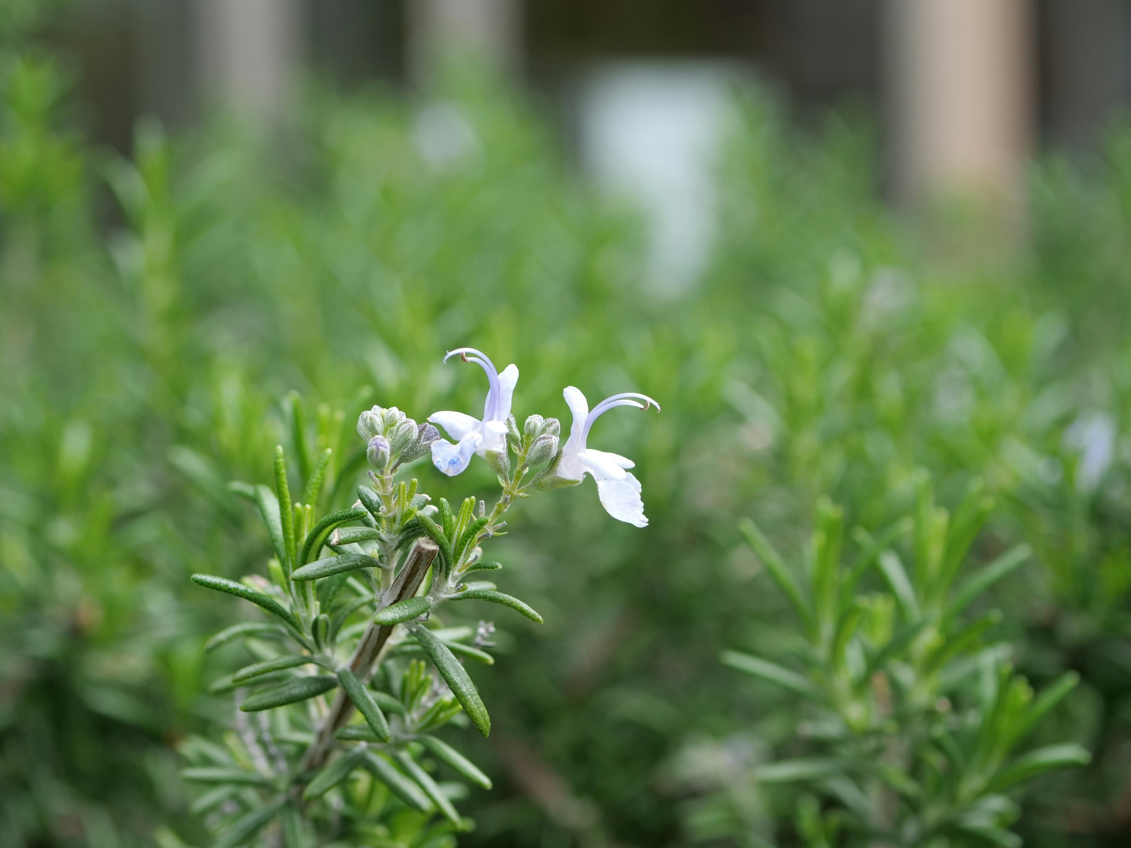 ローズマリーの花が咲く屋外の花壇