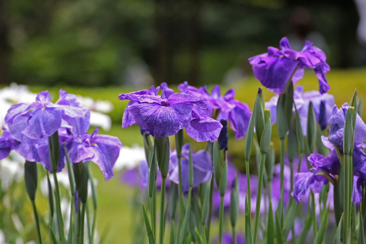 Fiori viola che sbocciano in un giardino