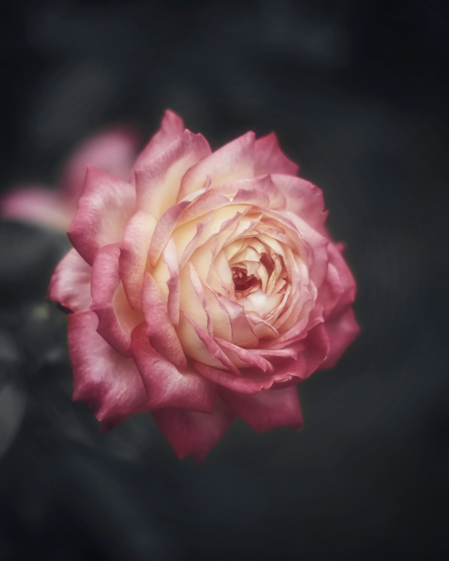 A soft pink and cream rose flower stands out against a dark background