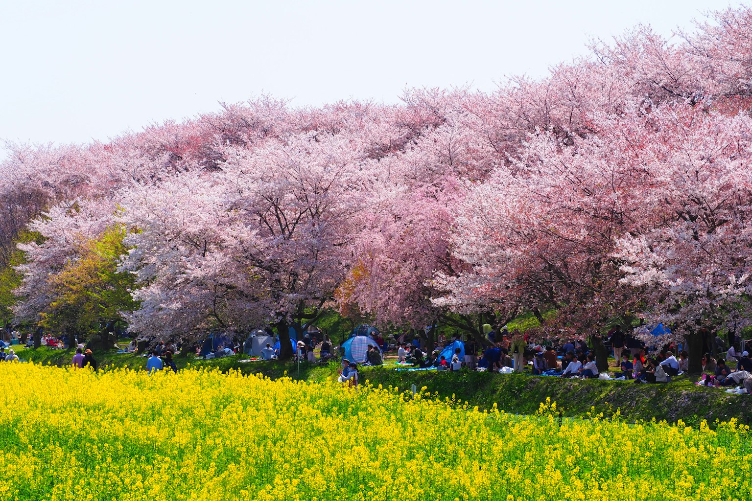 Park scene with cherry blossom trees and a field of yellow rapeseed flowers