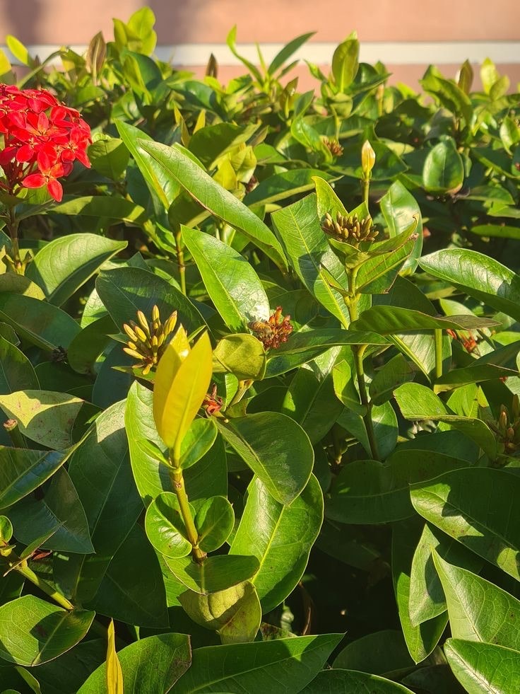 鮮やかな花と緑の葉が茂る庭の植栽