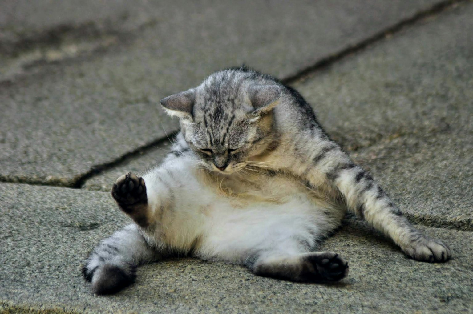 Un chat détendu assis sur le sol avec les pattes étendues