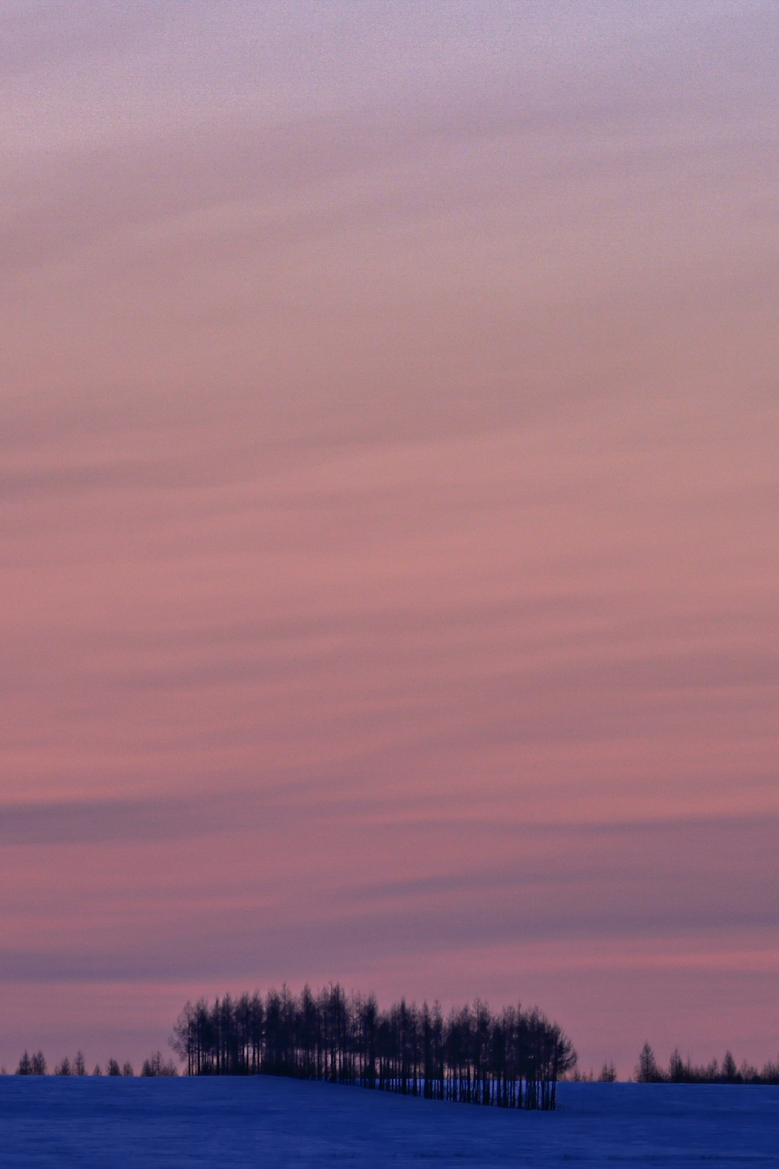 Cielo al tramonto con silhouette di alberi