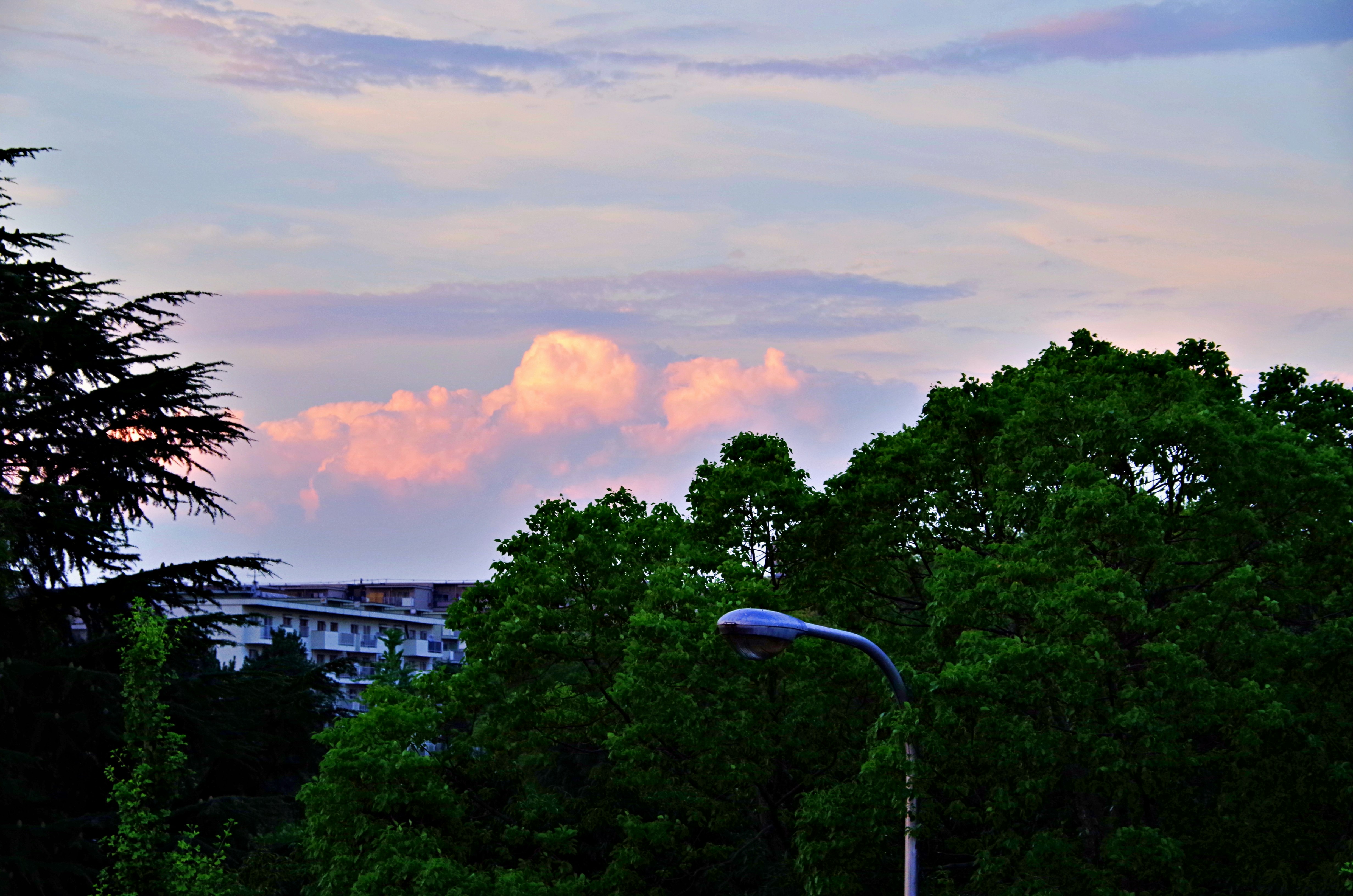 夕暮れの空と木々のシルエット、街灯のある公園の風景