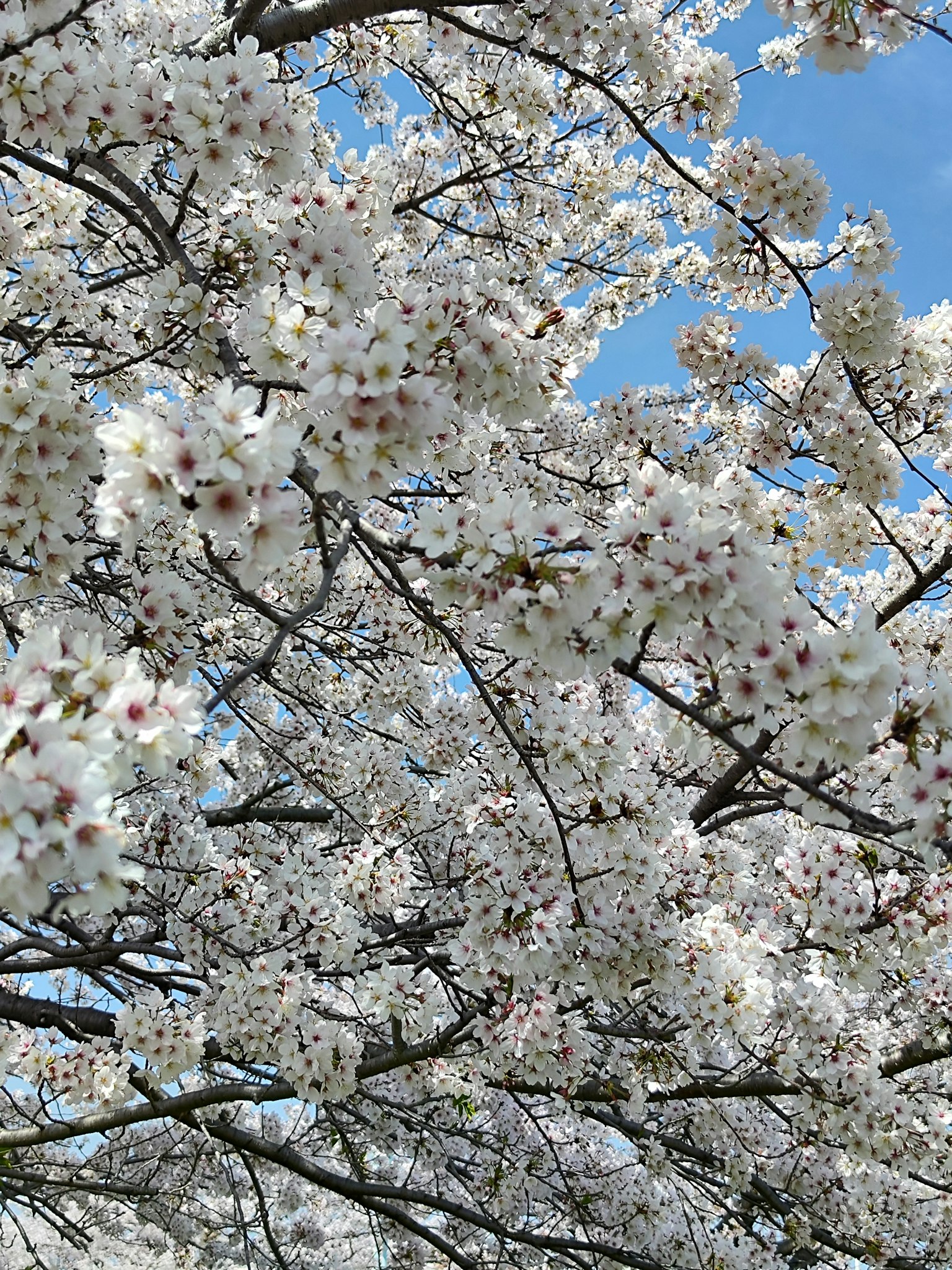 Bunga sakura mekar di bawah langit biru