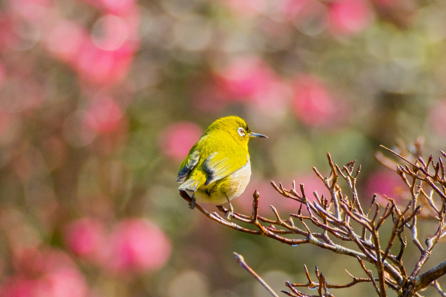 A small yellow bird perched on a branch in front of pink flowers