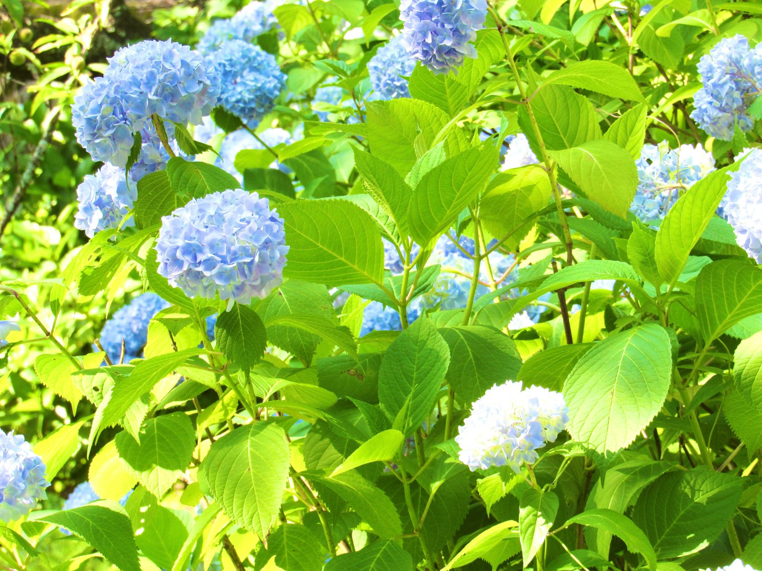 Fiori di ortensia blu circondati da foglie verdi lussureggianti