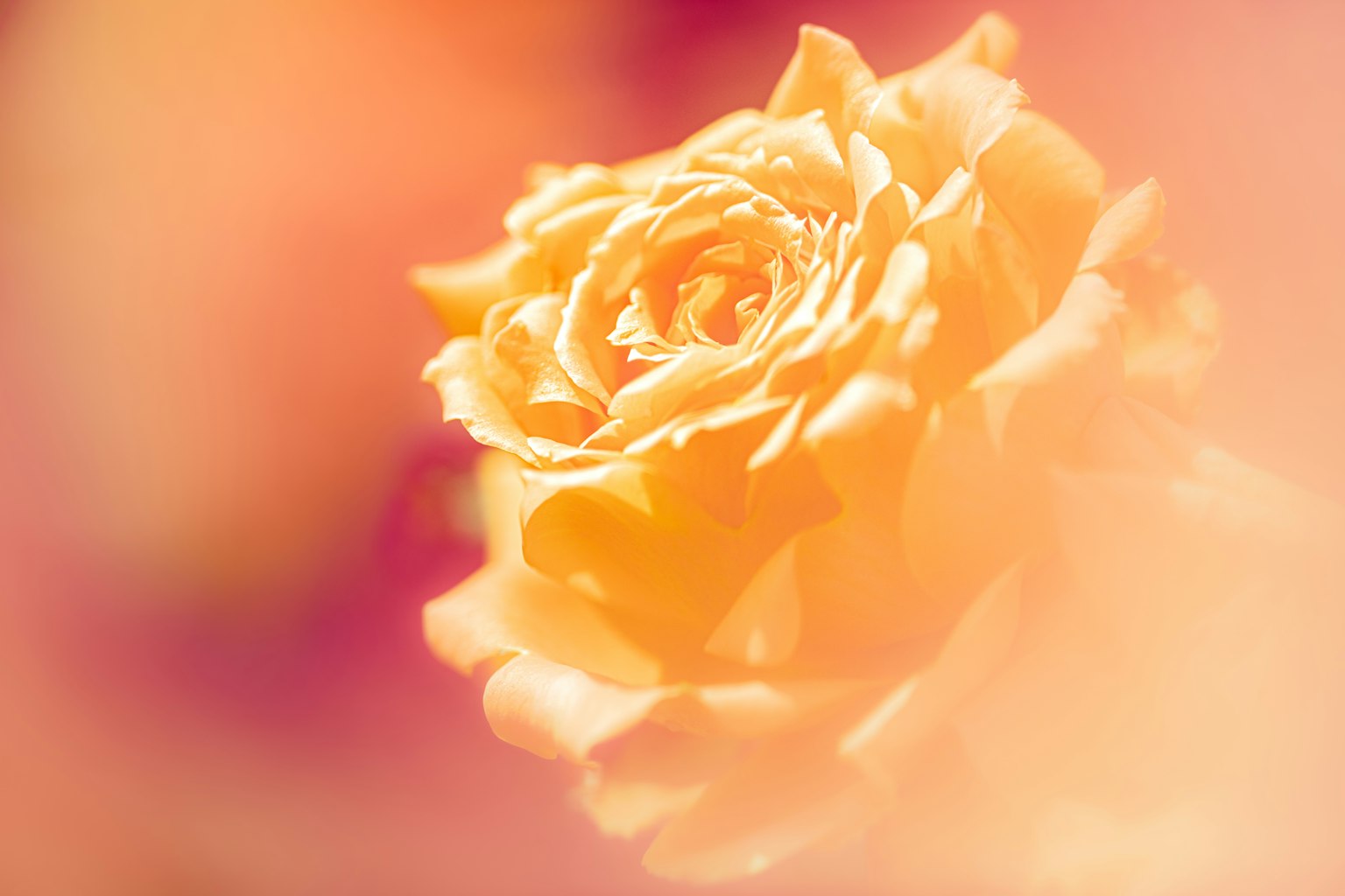 photo-vRWWq0Tt0rGJArTRBh2M-image