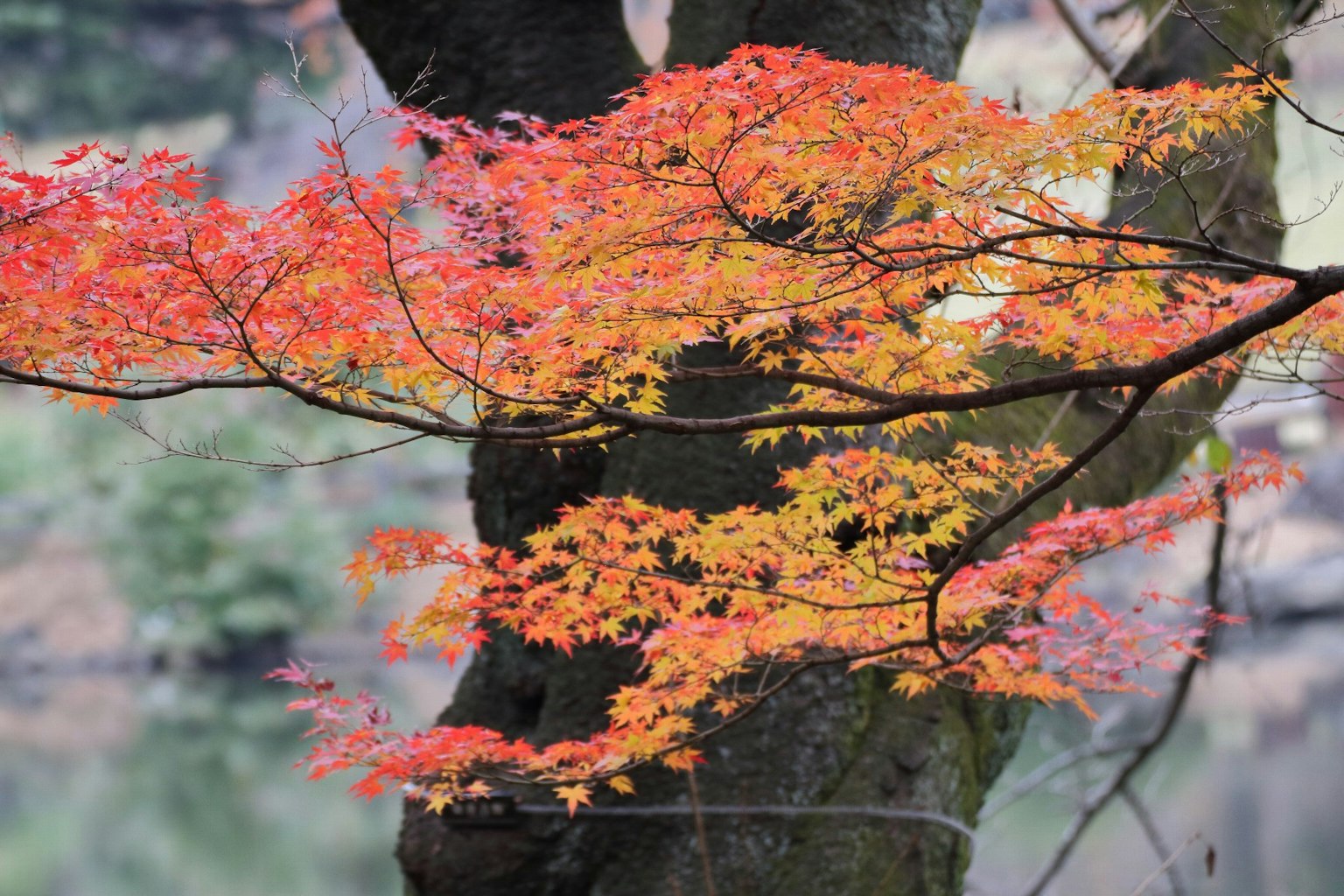 Foglie autunnali vivaci che si estendono sui rami di un albero