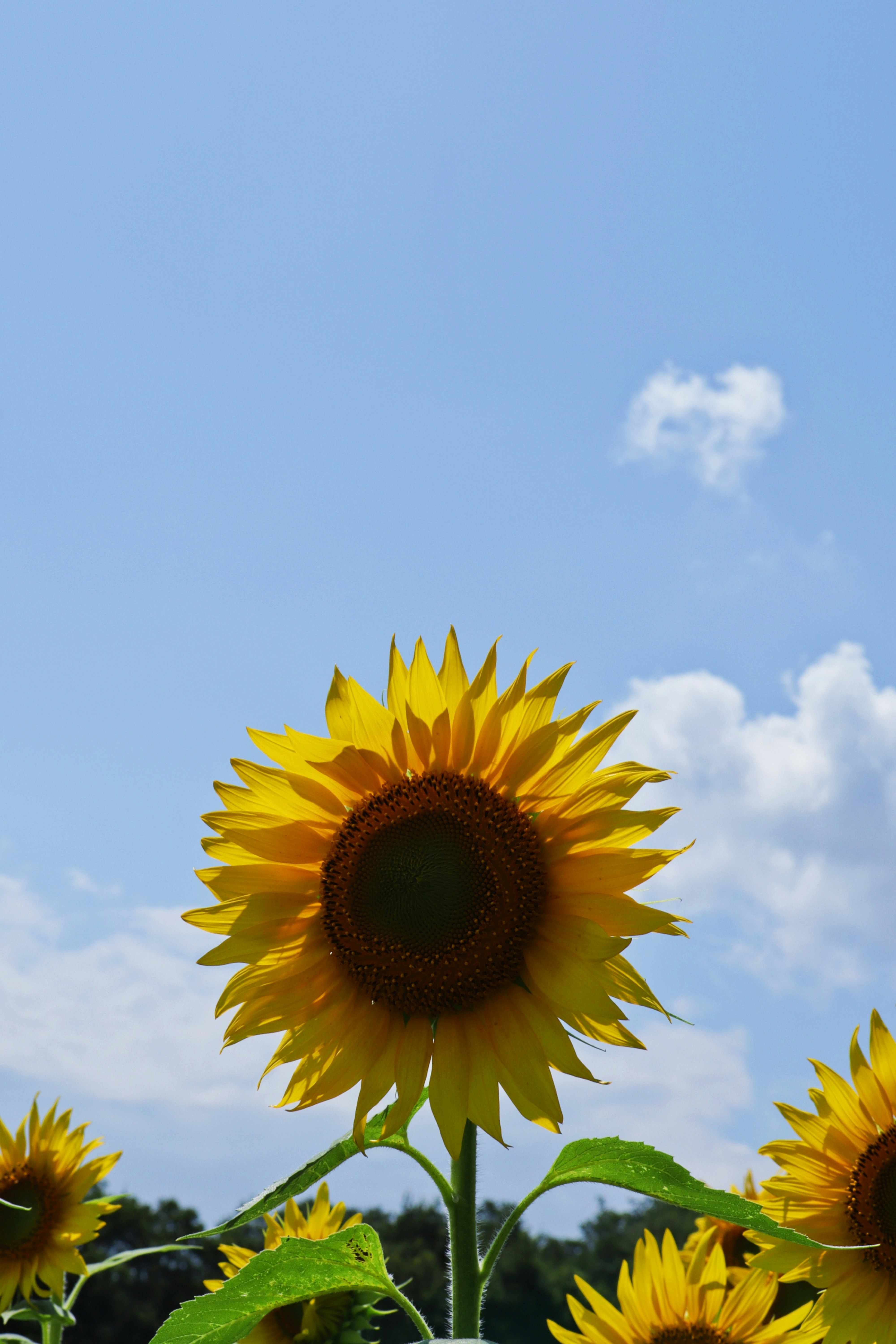 青空の下で咲くひまわりの花