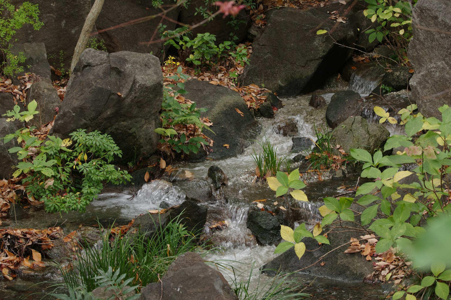 Un petit ruisseau coulant parmi des rochers et des plantes vertes