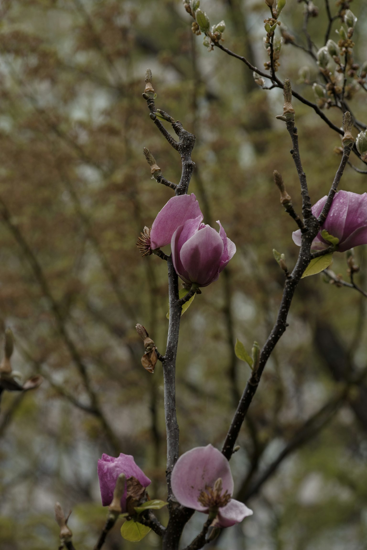 ภาพระยะใกล้ของดอกไม้สีชมพูที่บานบนกิ่งไม้ มีใบสีเขียวเบลออยู่เบื้องหลัง
