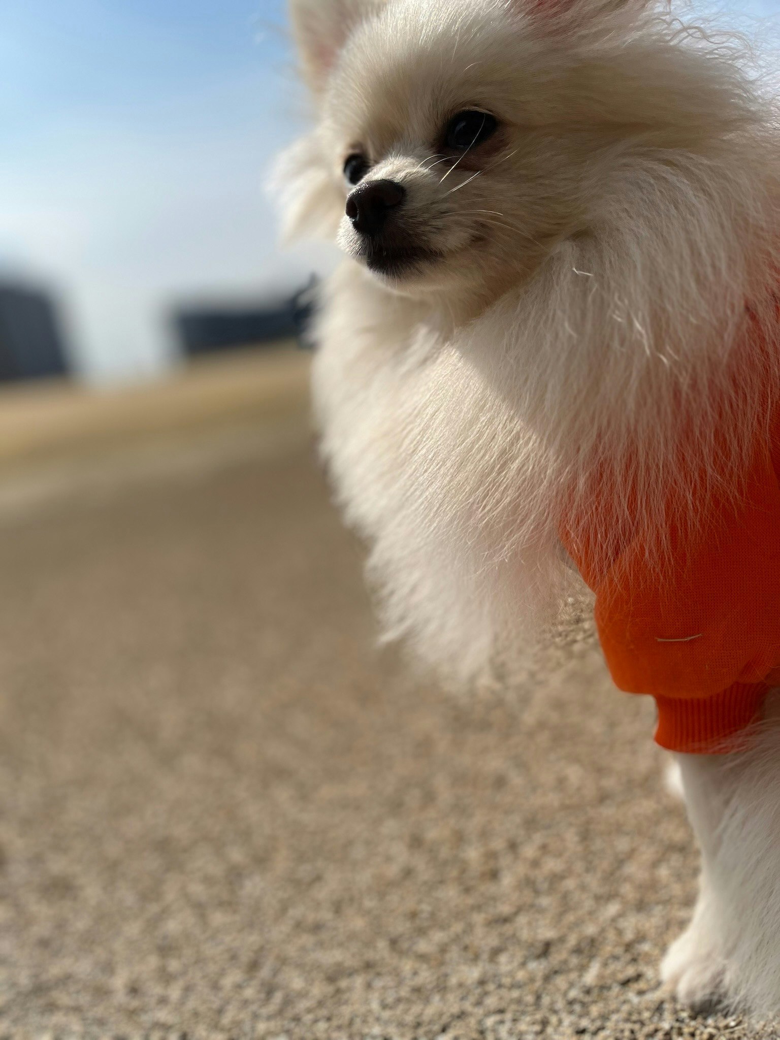 Pomeranian wearing an orange outfit standing outdoors