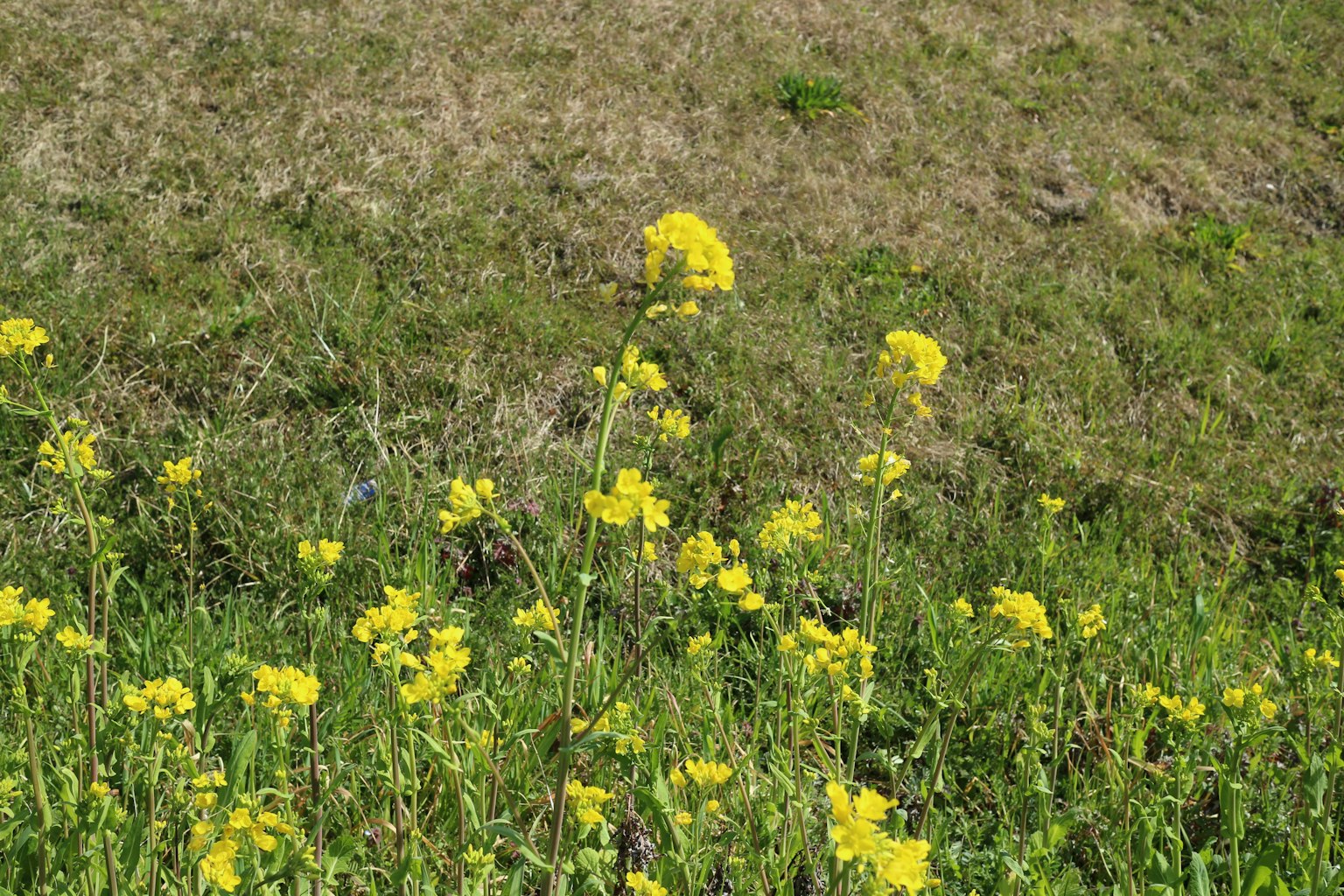 Campo de flores amarillas con hierba verde al fondo