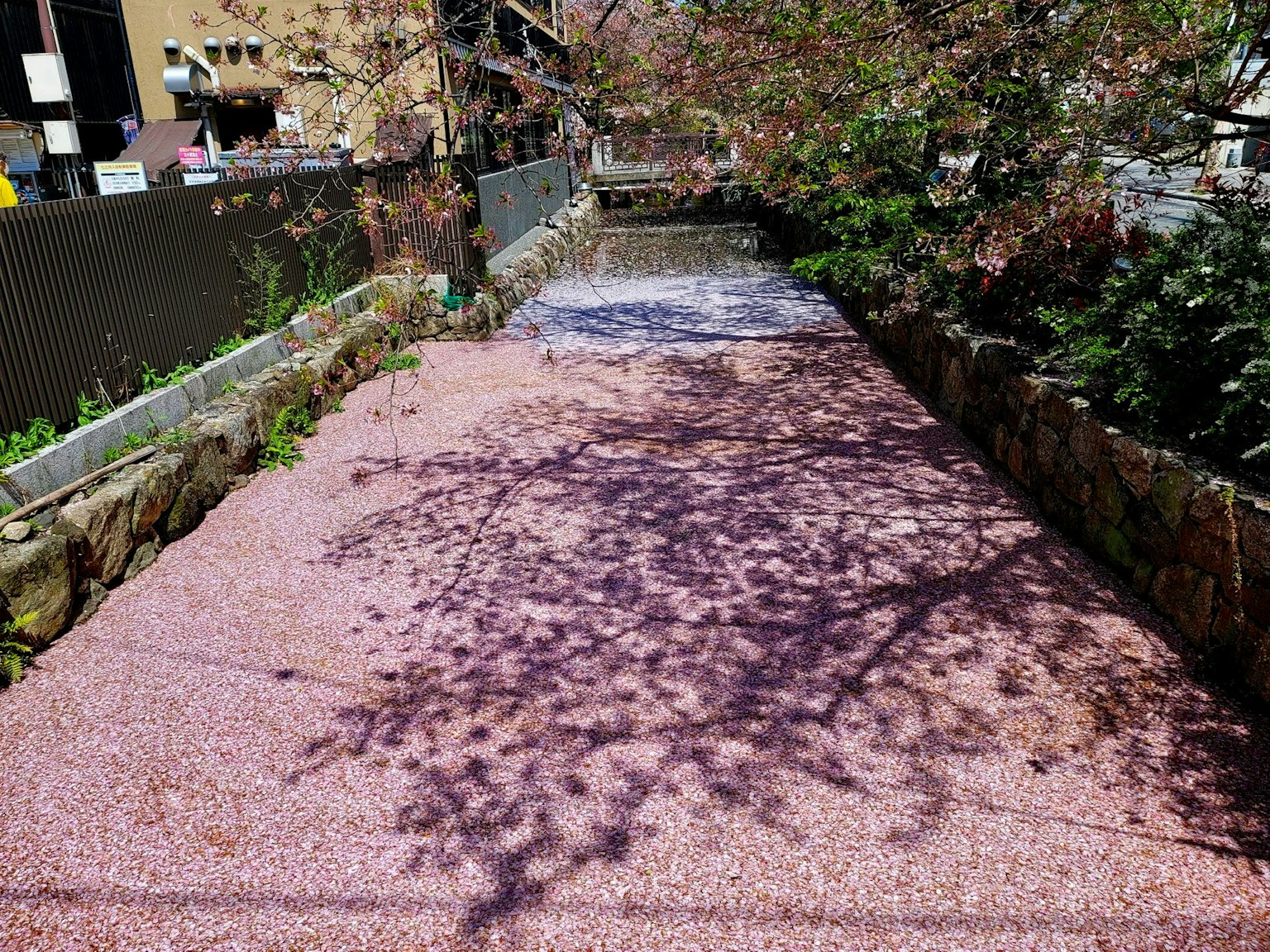 Pétalos de cerezo esparcidos en el río con sombras
