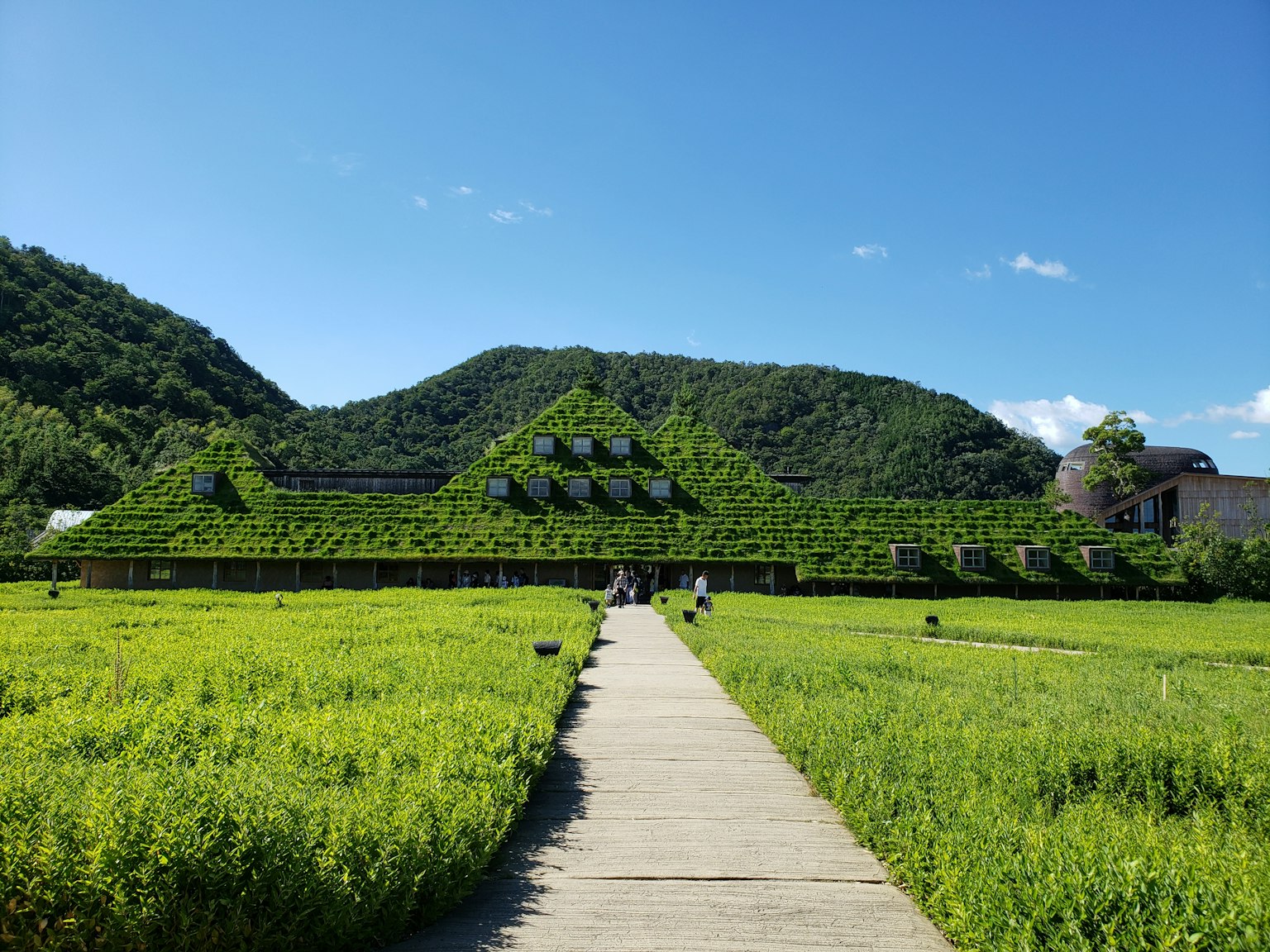 อาคารที่ถูกปกคลุมด้วยพืชสีเขียวและภูมิทัศน์รอบข้าง