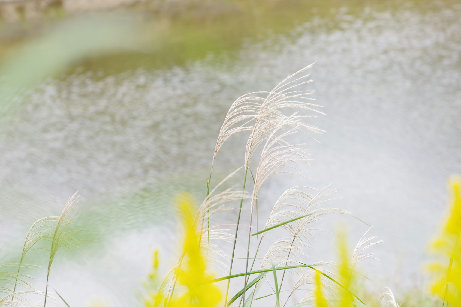 Weiße Gräser nahe einer ruhigen Wasseroberfläche mit gelben Blumen