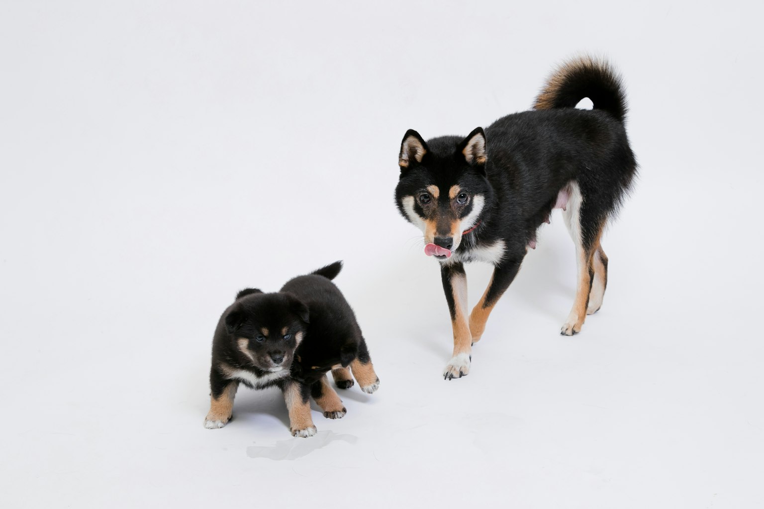 Ein schwarzer Shiba Inu und ein Welpe spielen auf einem weißen Hintergrund