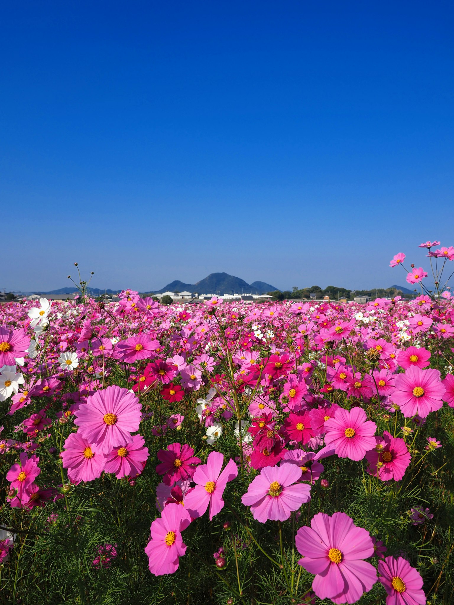 Vibrant cosmos flower field under a clear blue sky with distant mountains