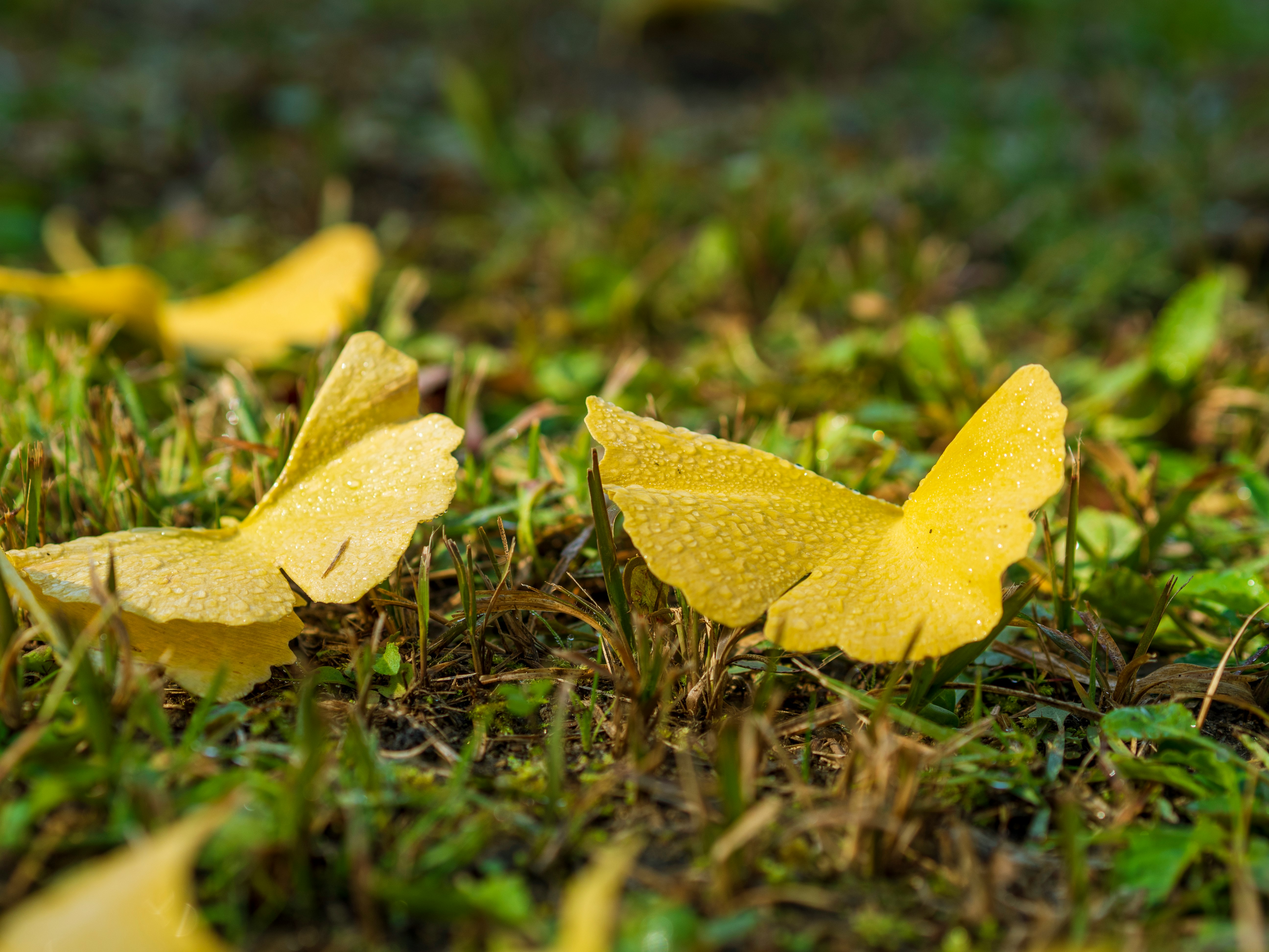 feuilles jaunes éparpillées sur l’herbe