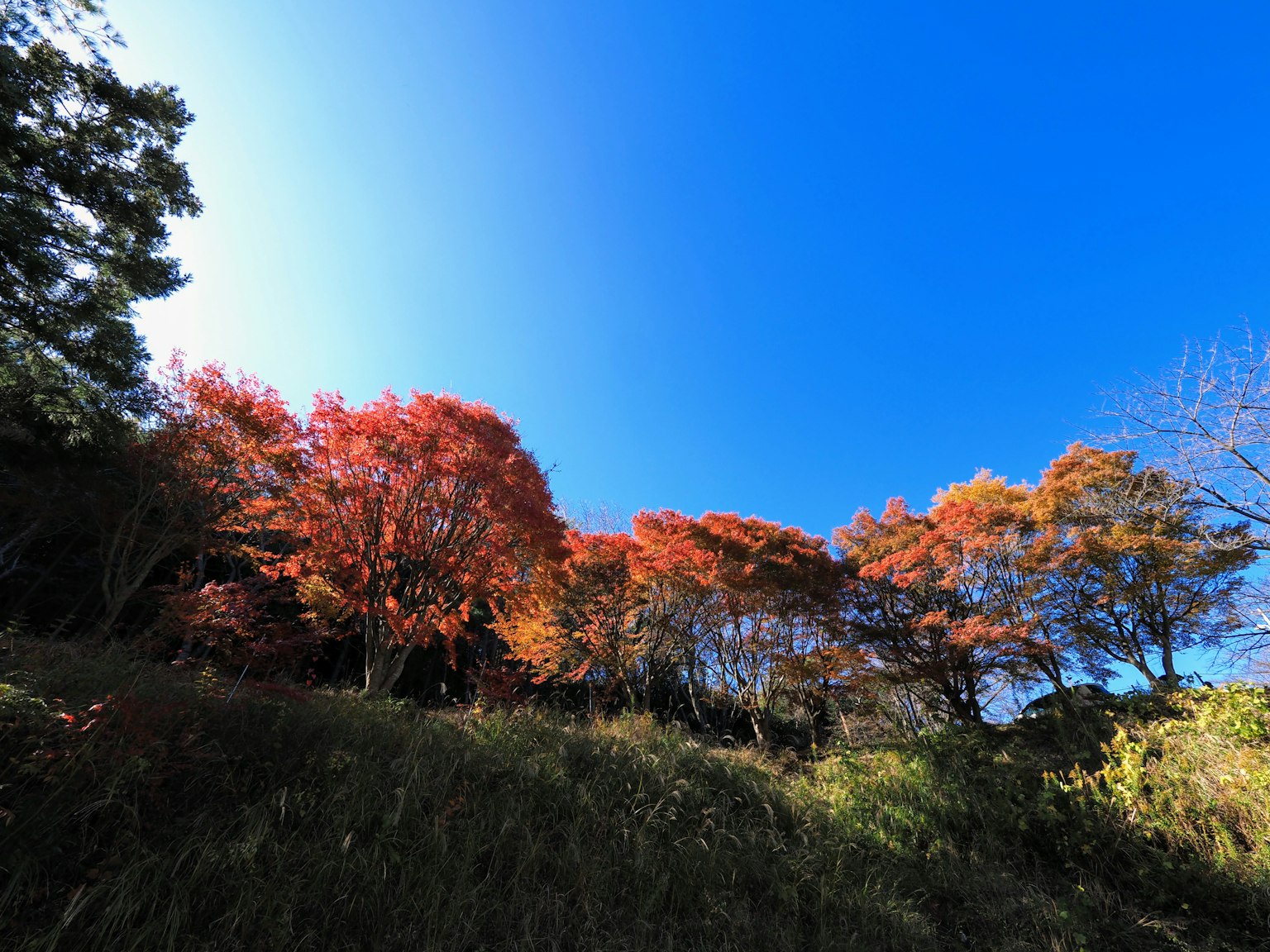 Foliage d'automne vibrant sous un ciel bleu