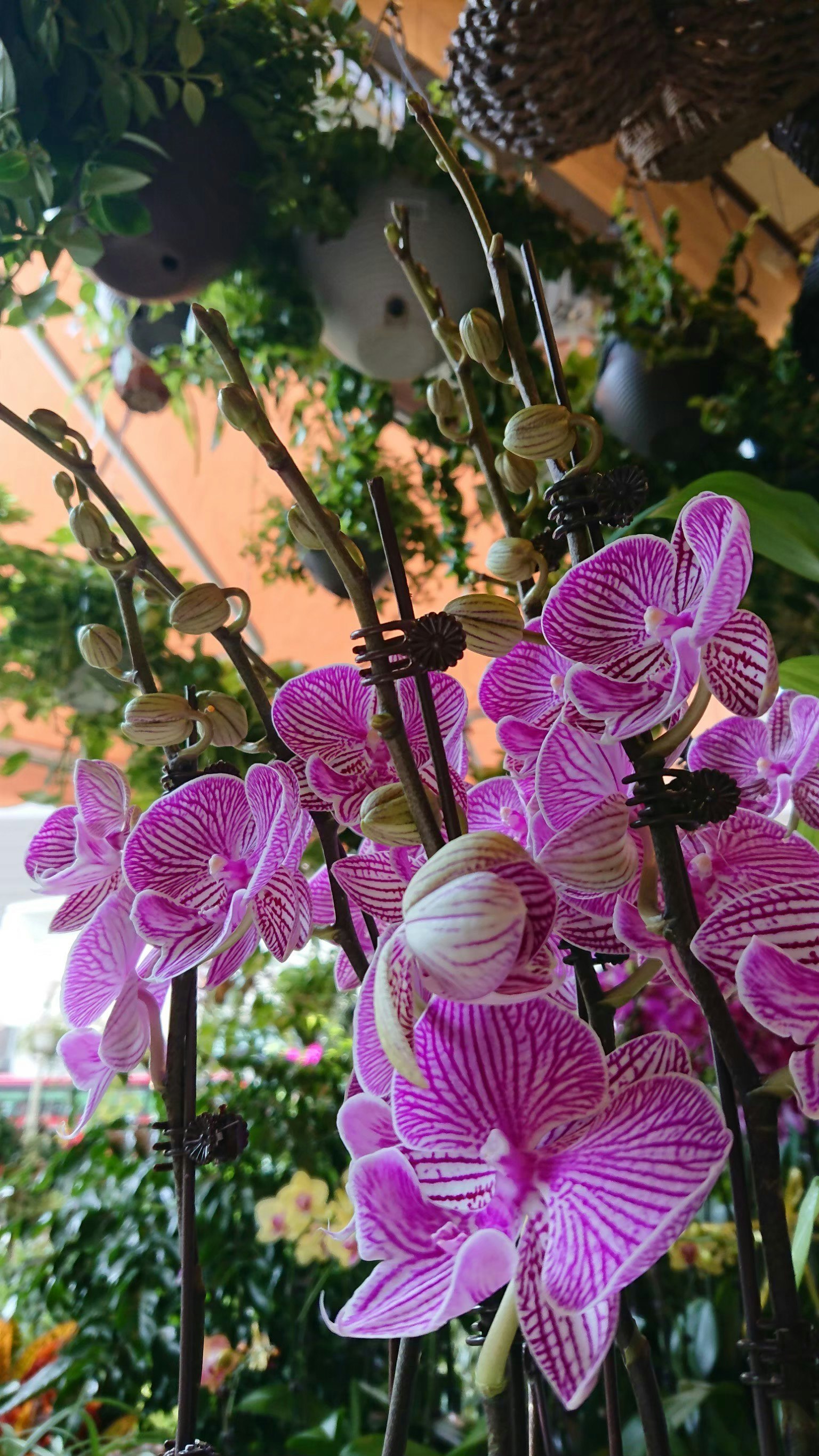 Bellissime orchidee rosa in fiore circondate da foglie verdi e altre piante