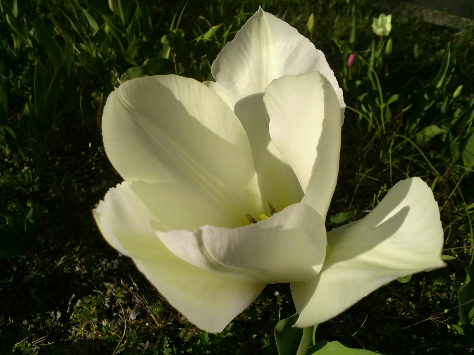 Một bông hoa tulip trắng nở trên nền xanh