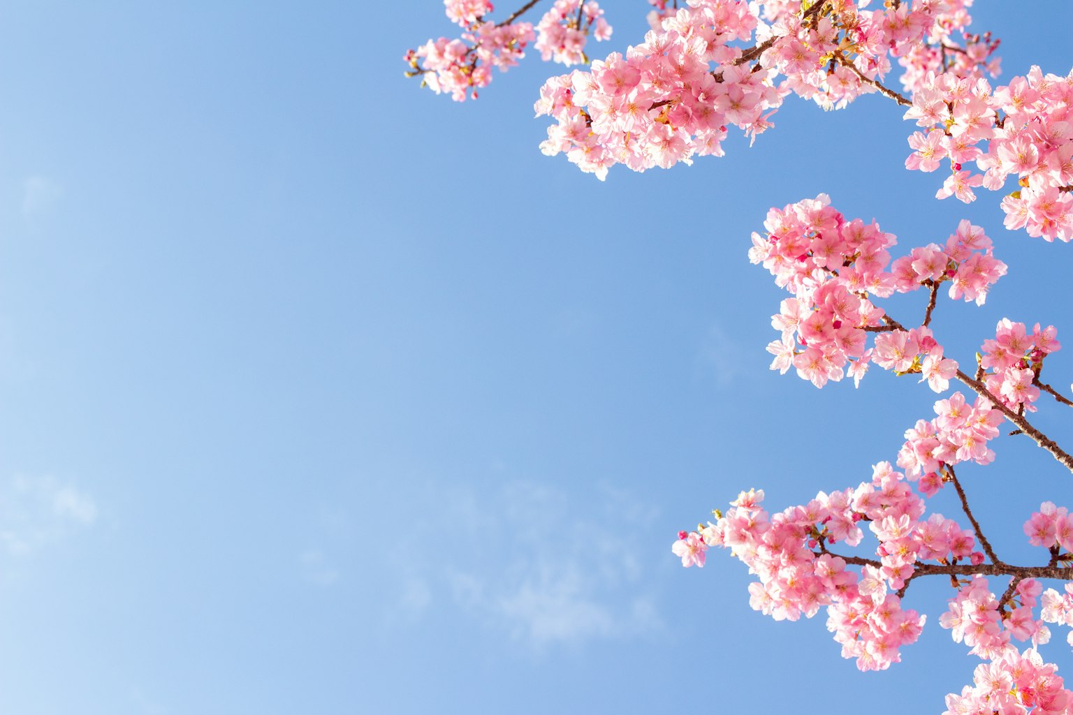 Cherry blossoms blooming against a blue sky