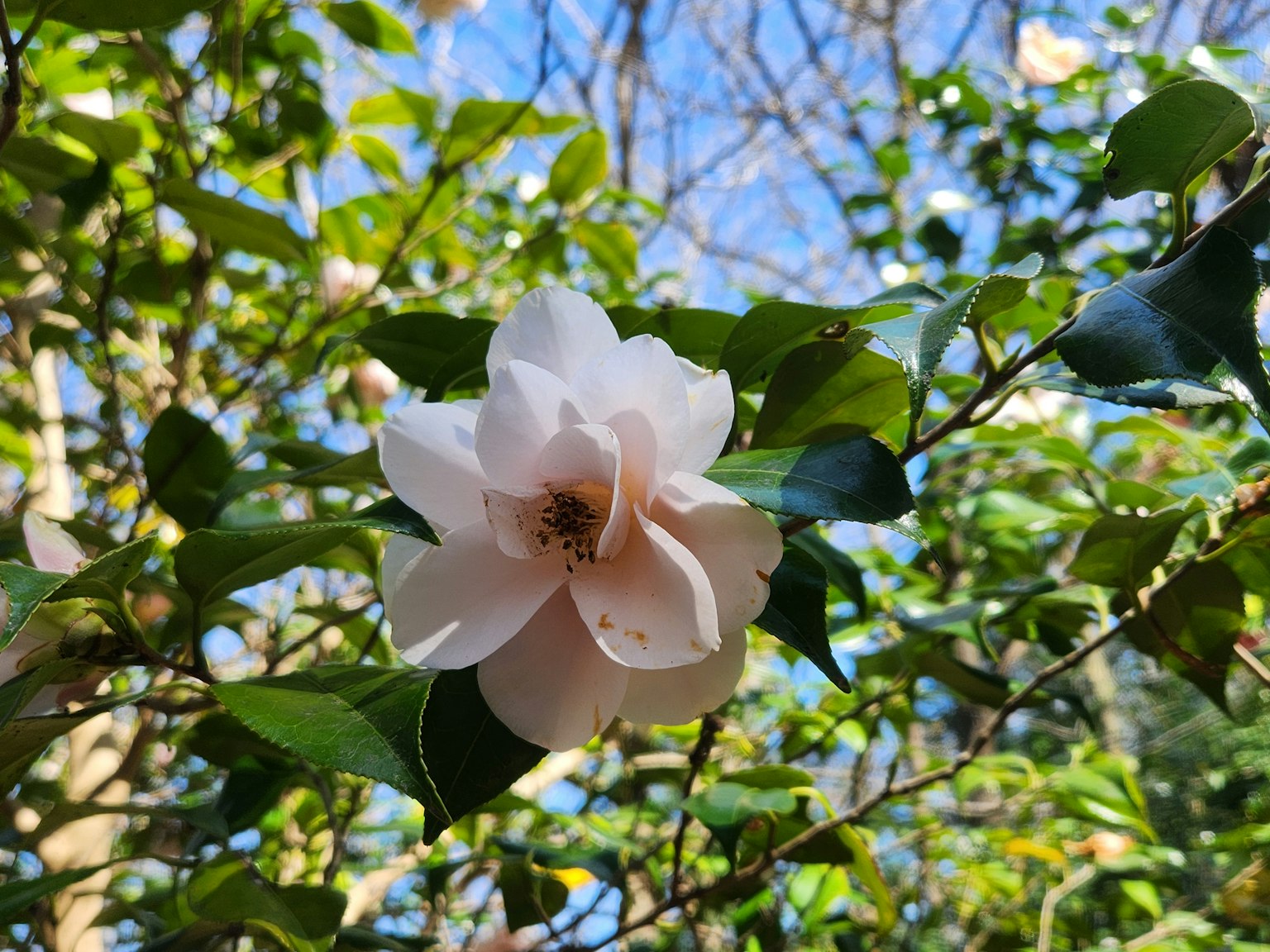 Eine blassrosa Blume blüht unter einem blauen Himmel
