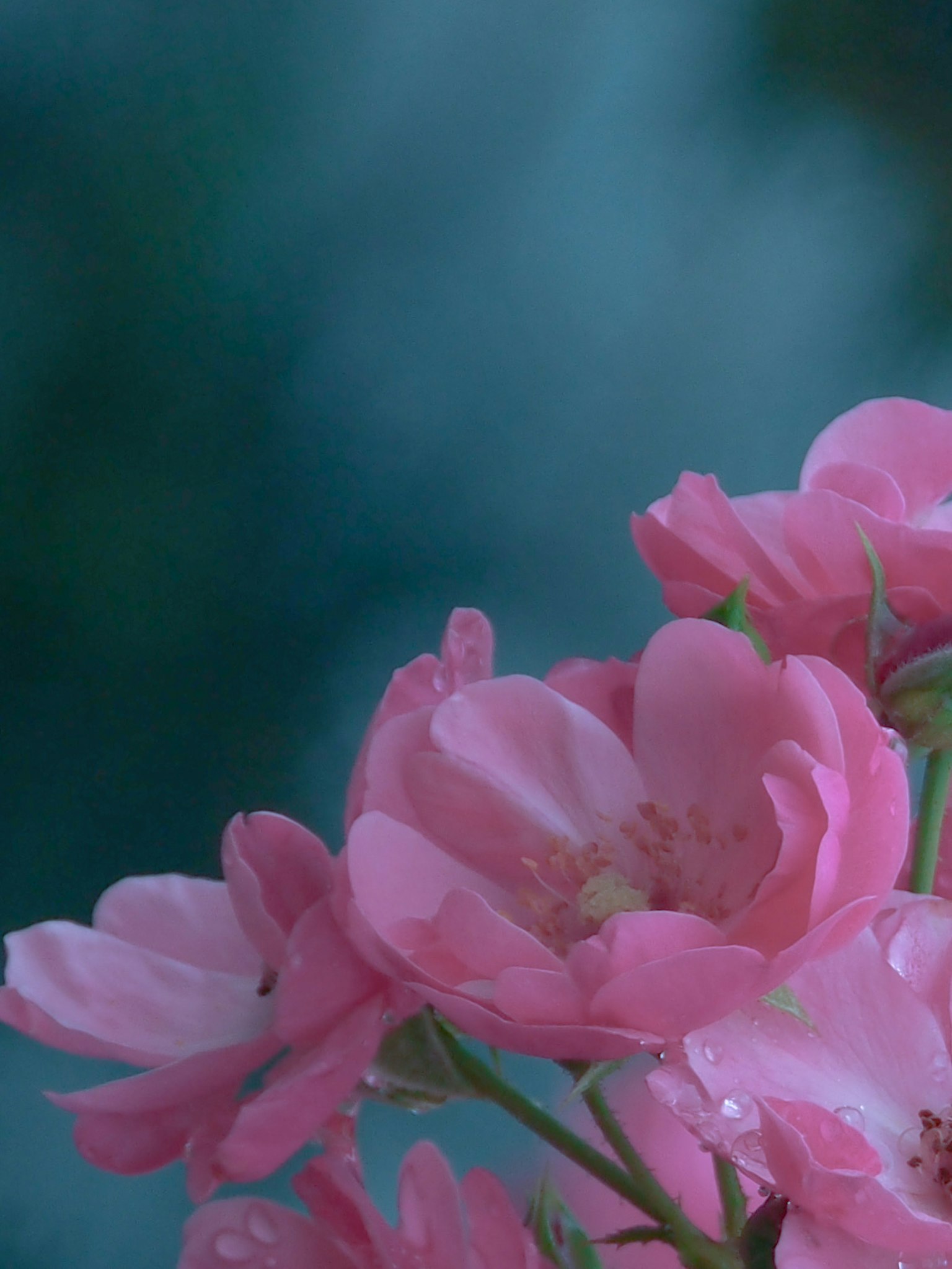 Gros plan de fleurs roses sur un fond bleu doux
