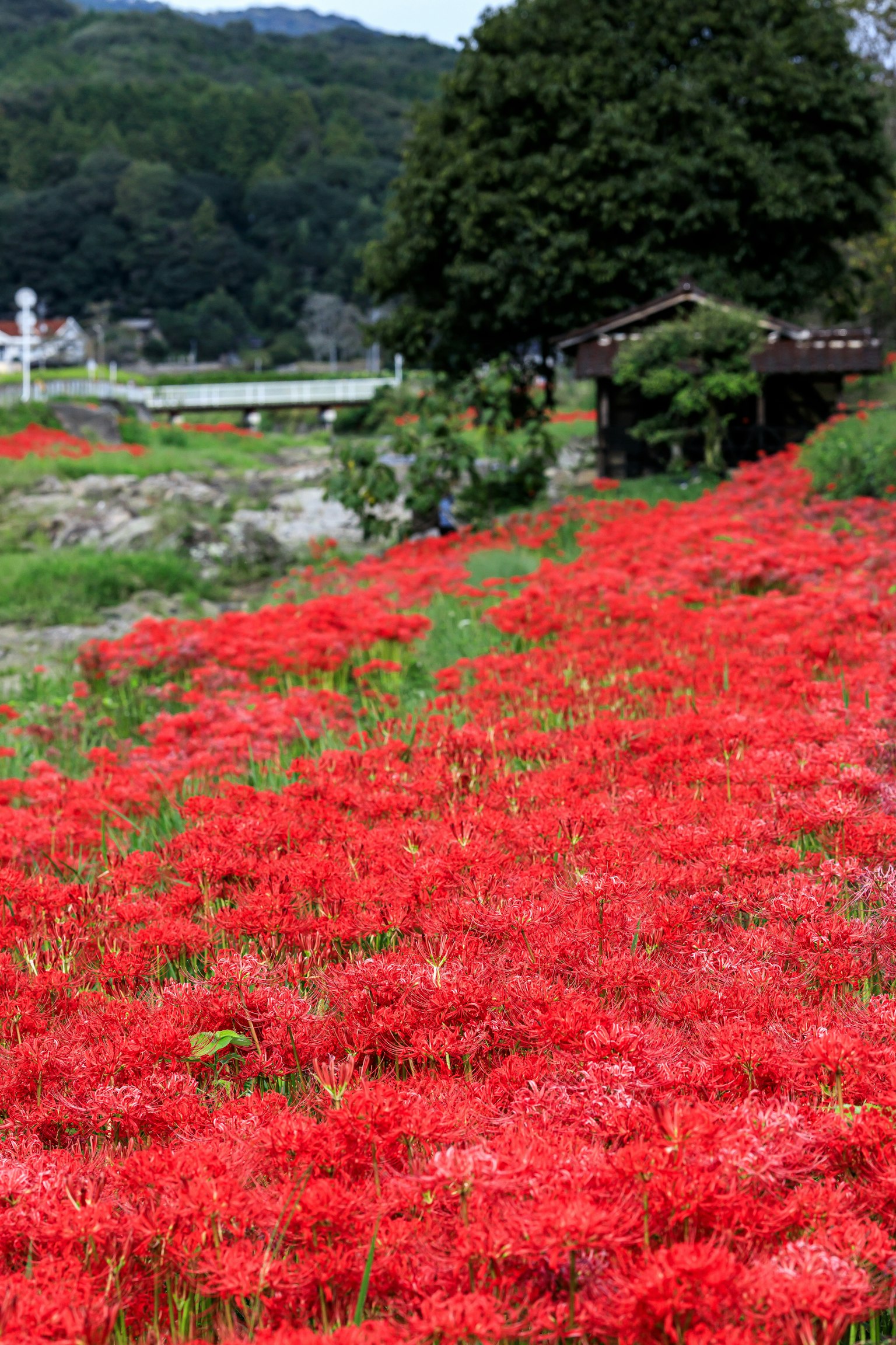 Schöne Landschaft mit blühenden roten Spinnenlilien