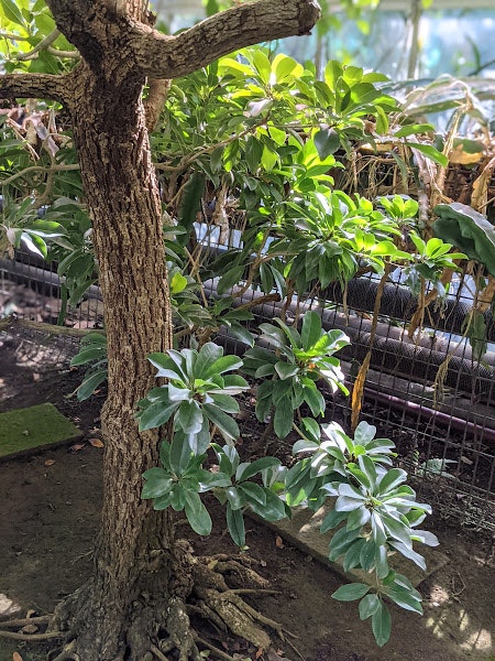 greenhouse garden bed with tree trunk and succulents